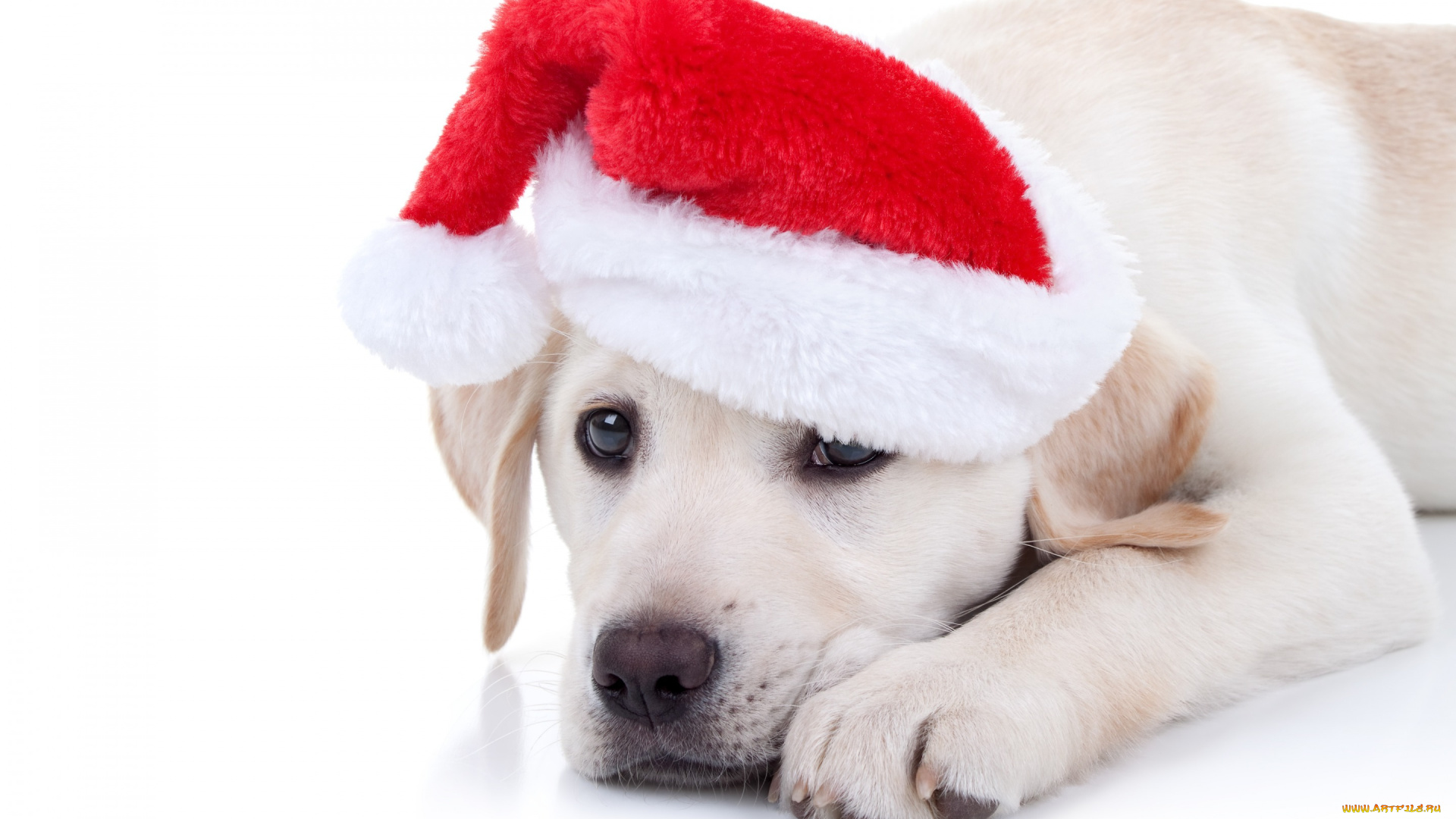 животные, собаки, xmas, новый, год, символ, 2018, merry, christmas, decoration, собака, рождество, funny, cute, santa, hat, лабрадор, dog