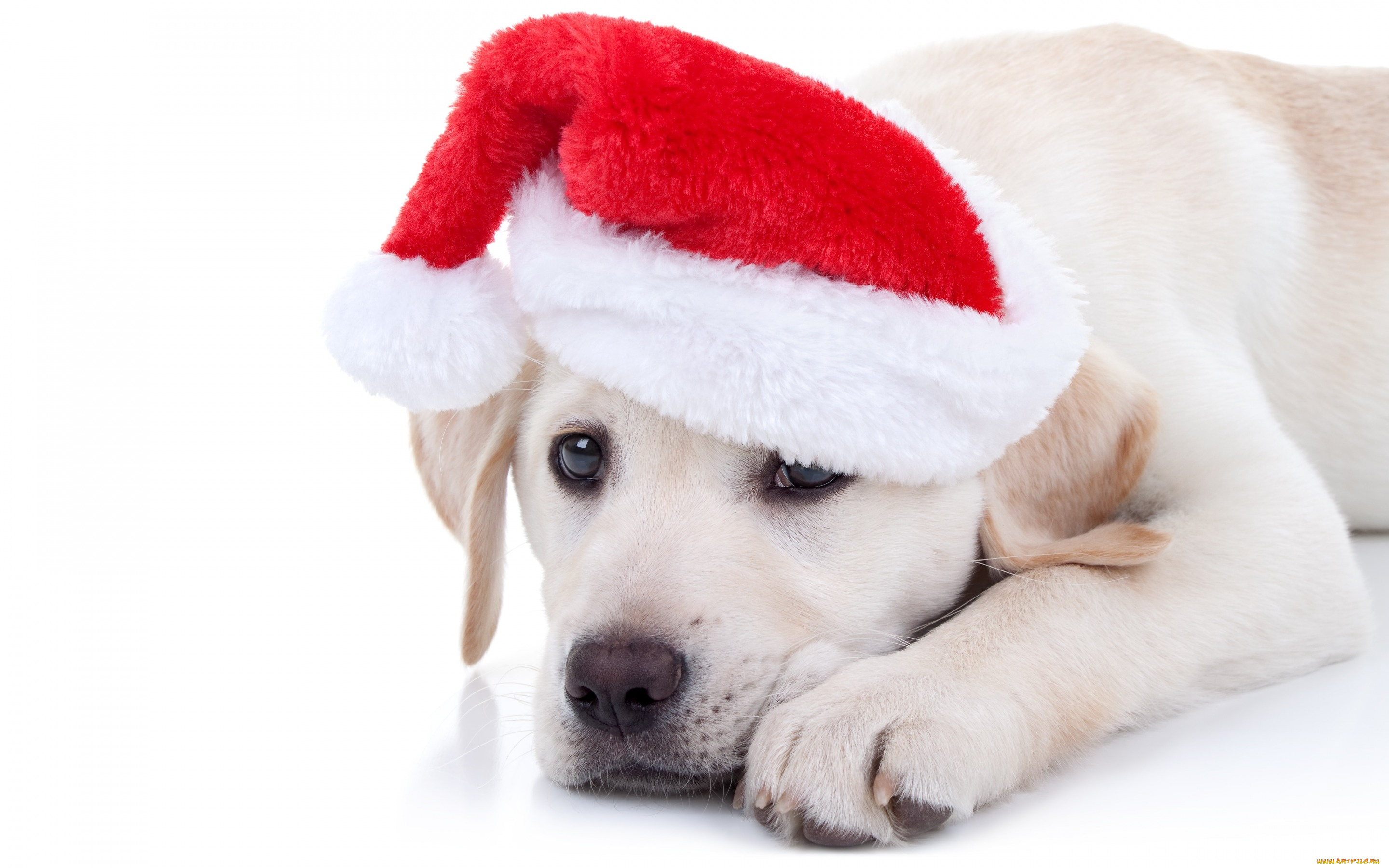 животные, собаки, xmas, новый, год, символ, 2018, merry, christmas, decoration, собака, рождество, funny, cute, santa, hat, лабрадор, dog