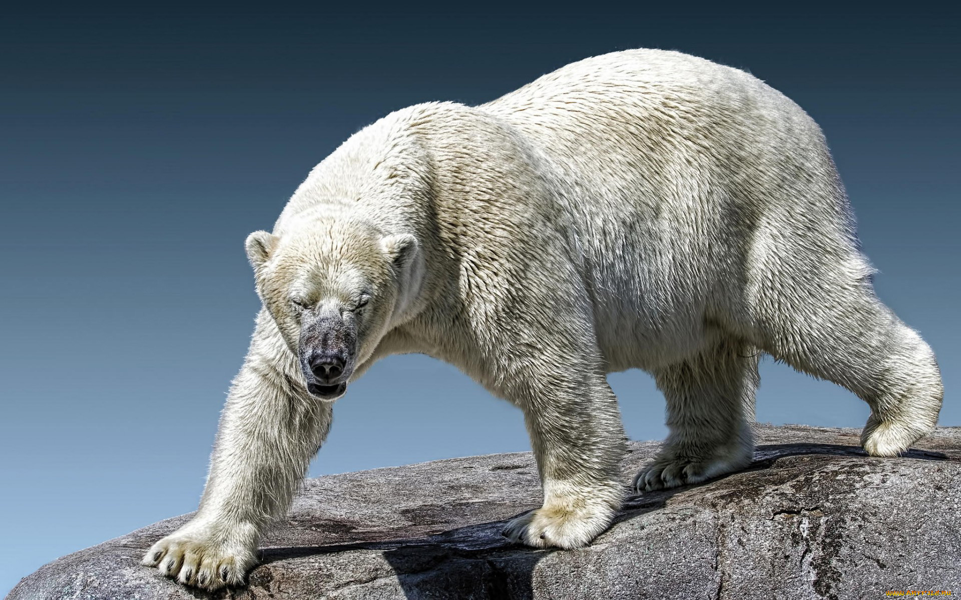 белый, полярный, медведь, животные, медведи, белый, полярный, медведь, хищники, медвежьи, млекопитающие, снег, мороз, льды, шерсть, когти, пасть, клыки