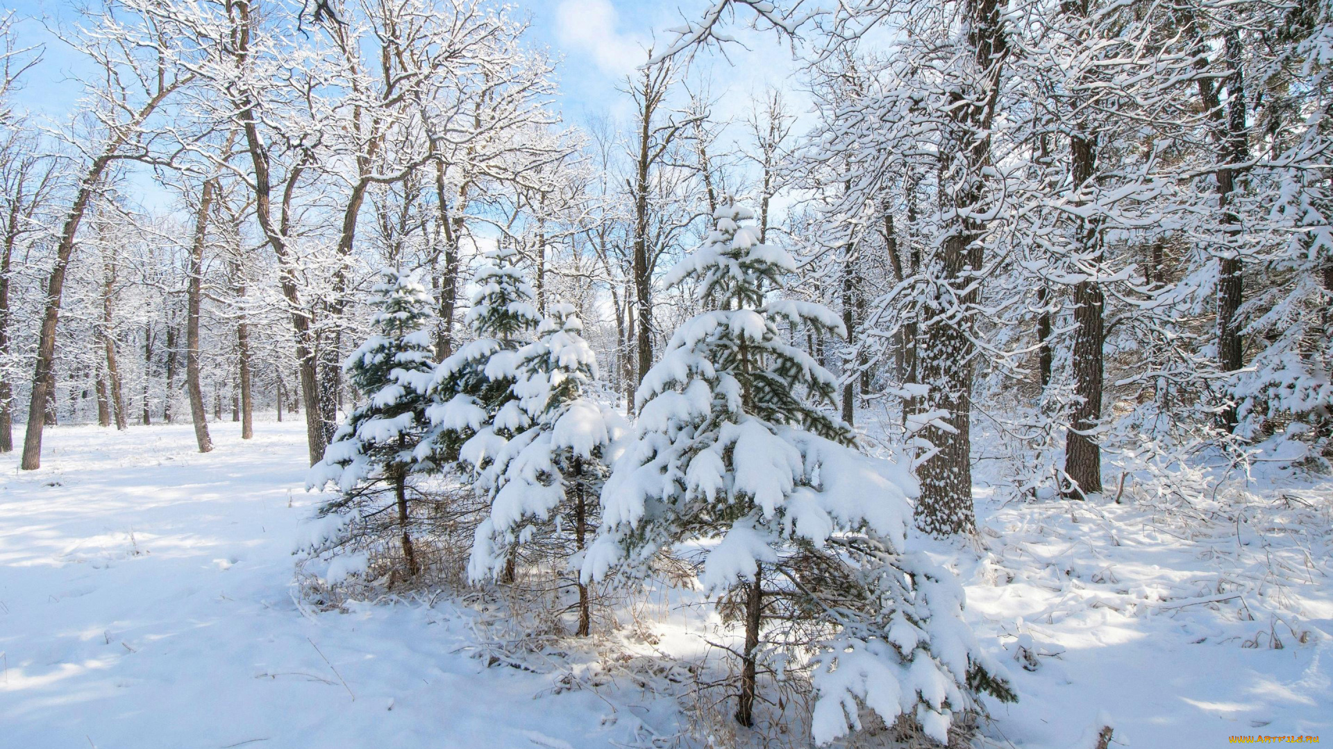 природа, зима, деревья, иней, снег