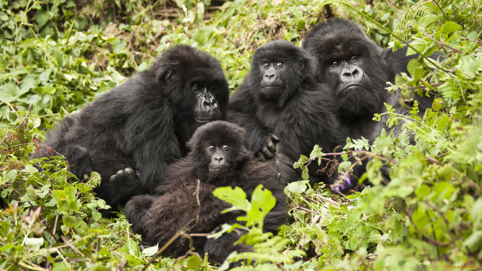 gorilla, животные, обезьяны, детёныш, семья, шерсть, взгляд, поза, примат, чёрный, обезьяна, горилла