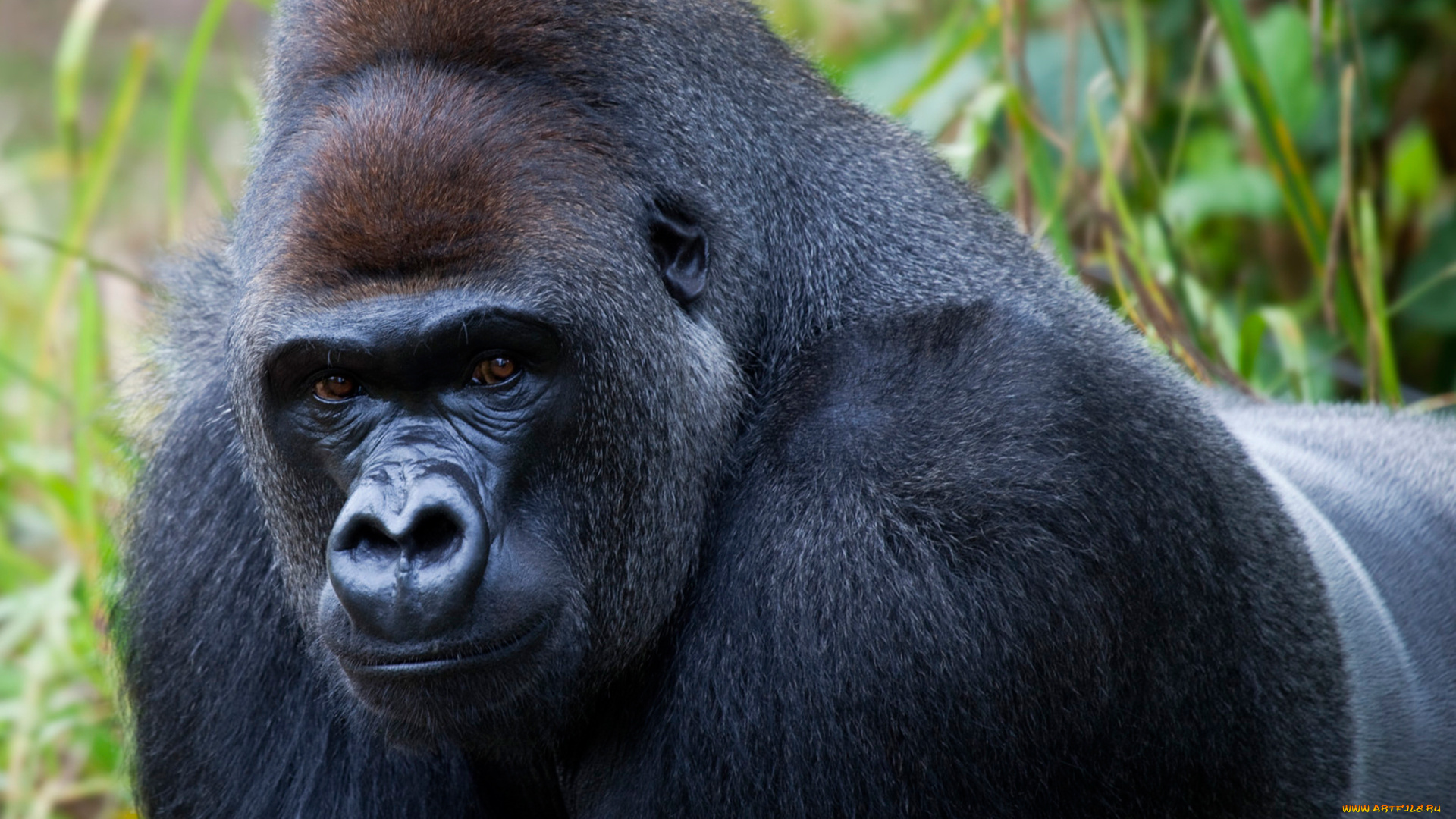 gorilla, животные, обезьяны, поза, примат, чёрный, обезьяна, горилла, шерсть, взгляд