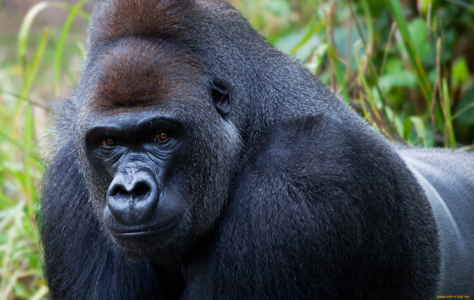 gorilla, животные, обезьяны, поза, примат, чёрный, обезьяна, горилла, шерсть, взгляд