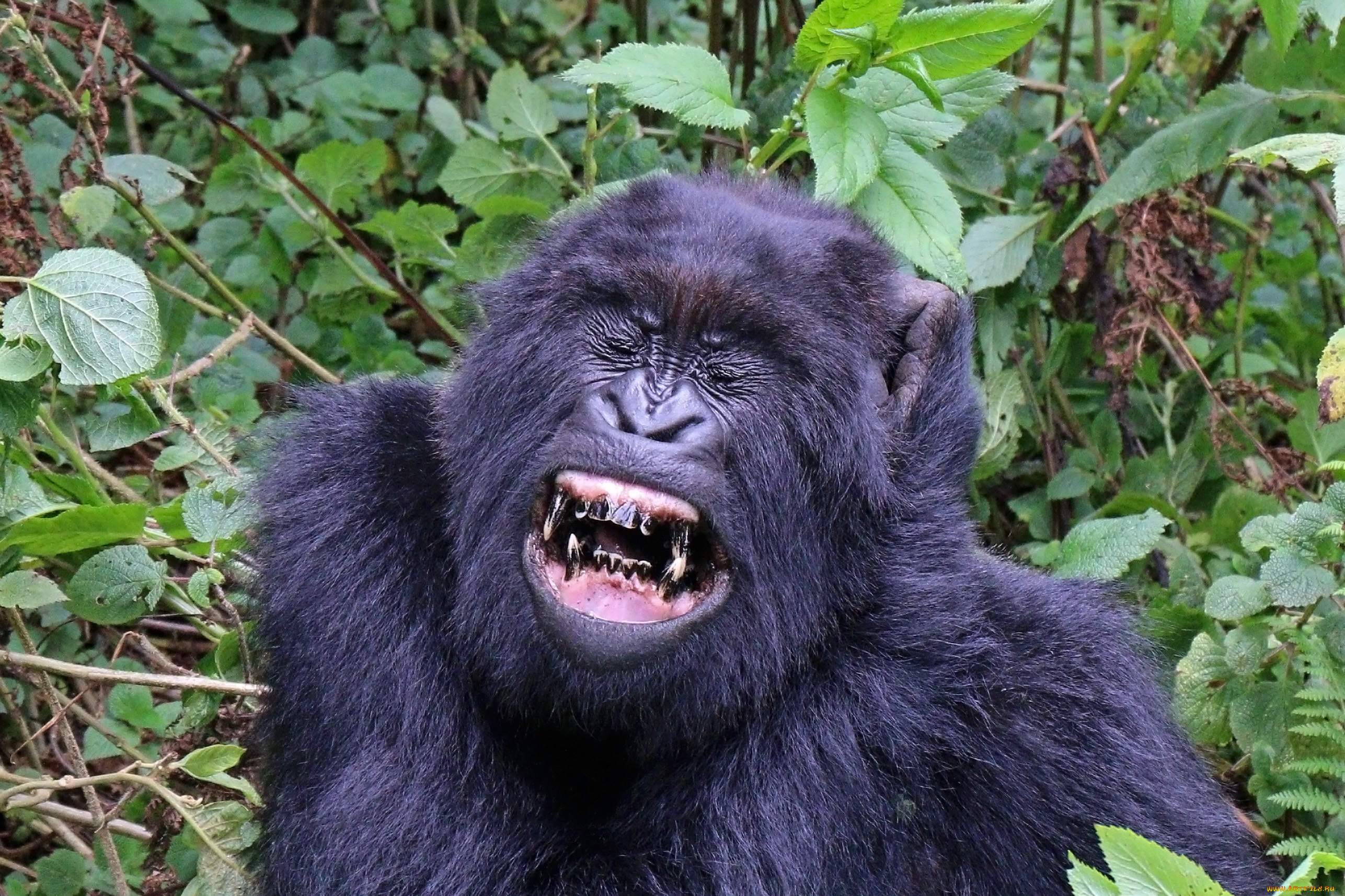 gorilla, животные, обезьяны, шерсть, взгляд, поза, примат, чёрный, обезьяна, горилла