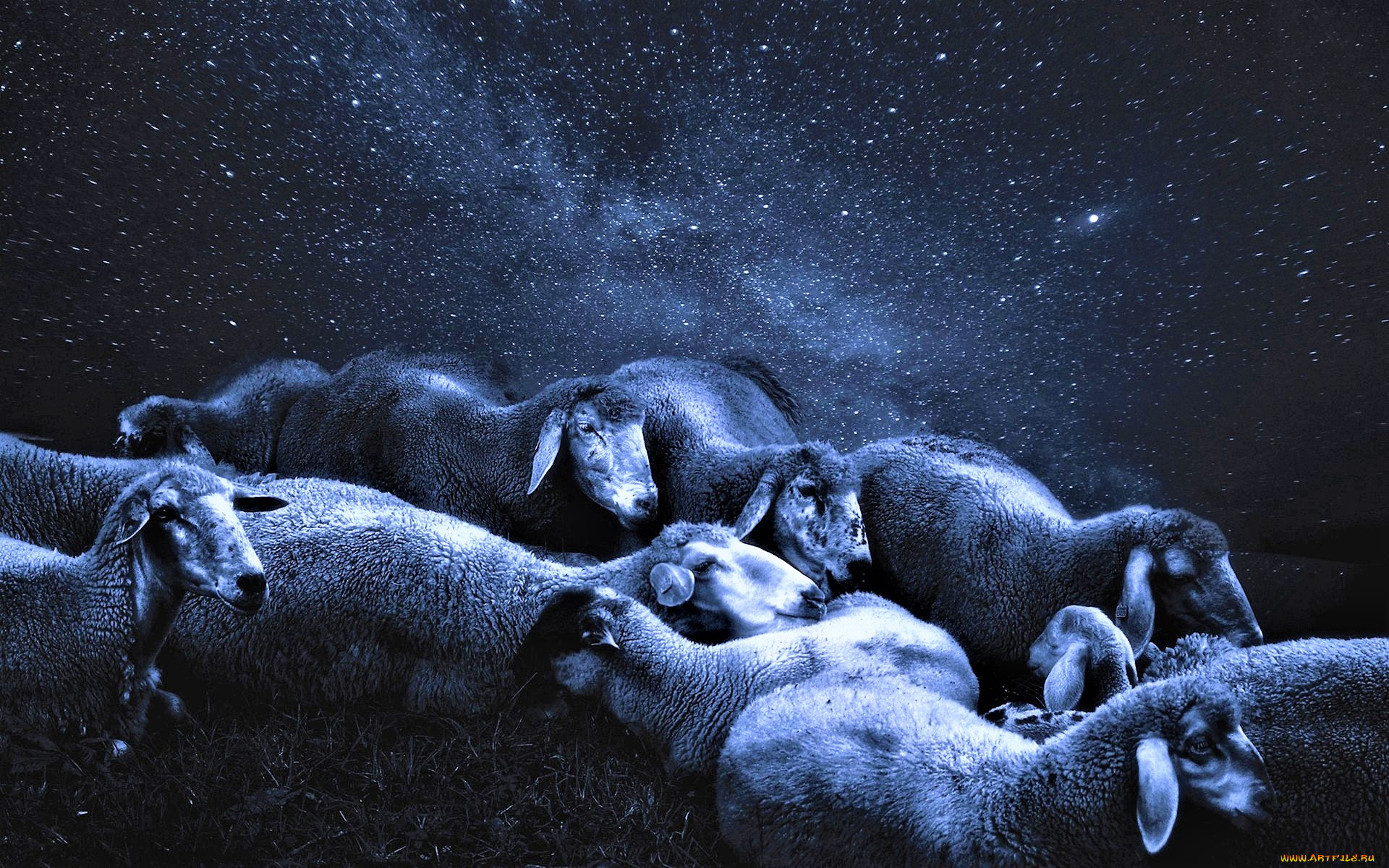 животные, овцы, , бараны, отара, небо, звезды