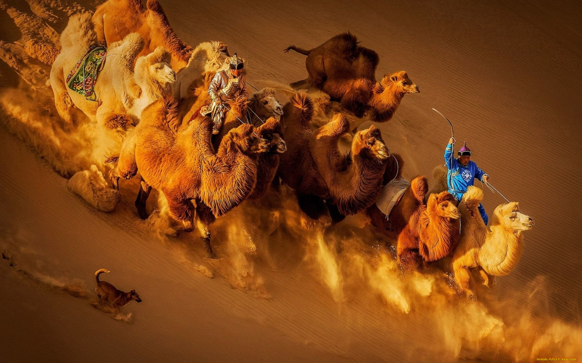 животные, верблюды, пустыня