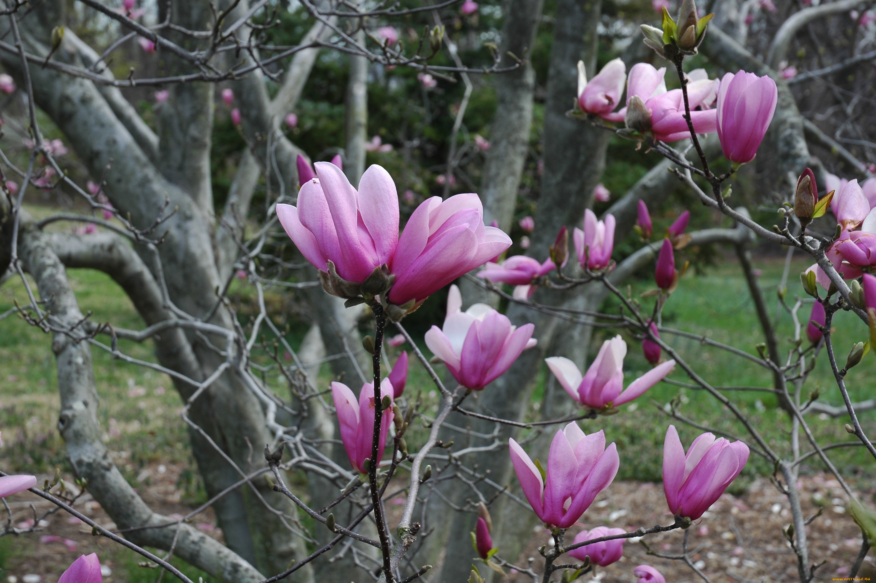 цветы, магнолии, magnolia
