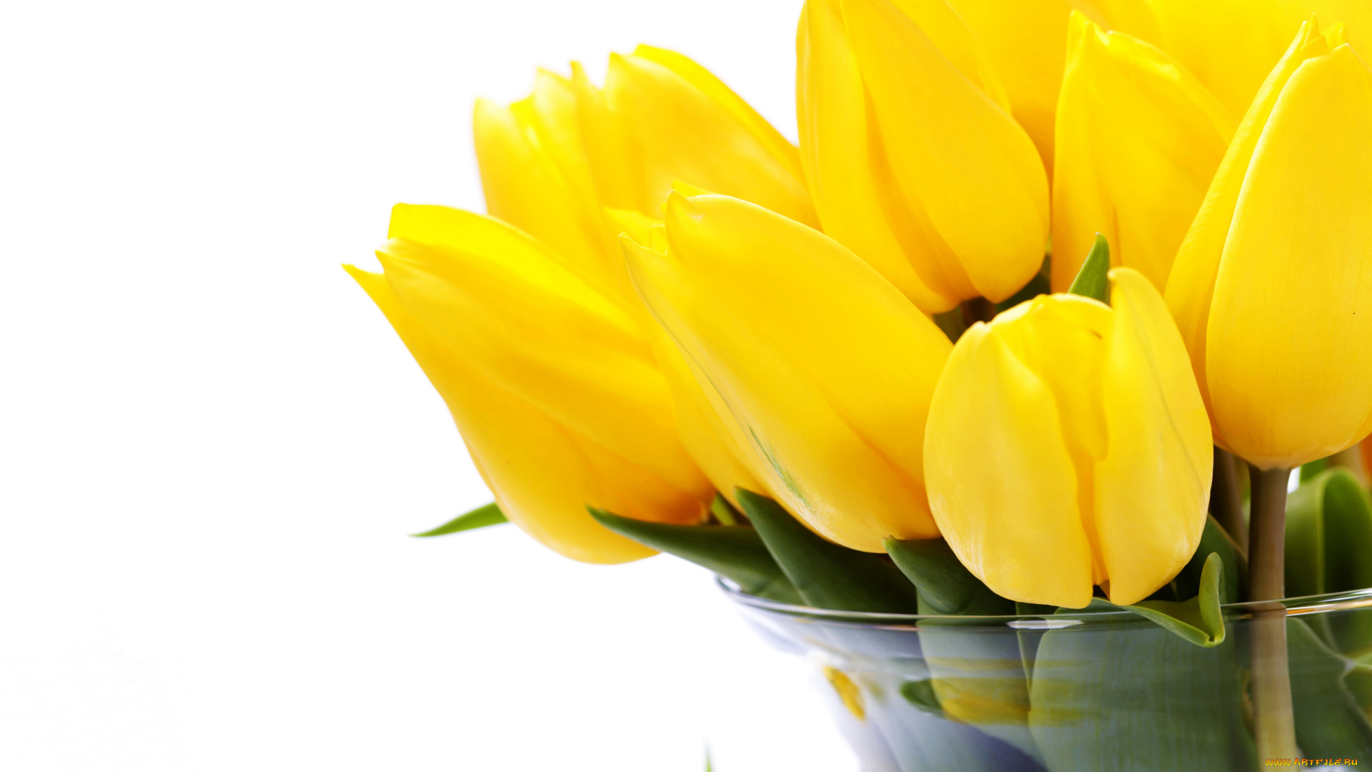 цветы, тюльпаны, желтые, белый, фон, ваза