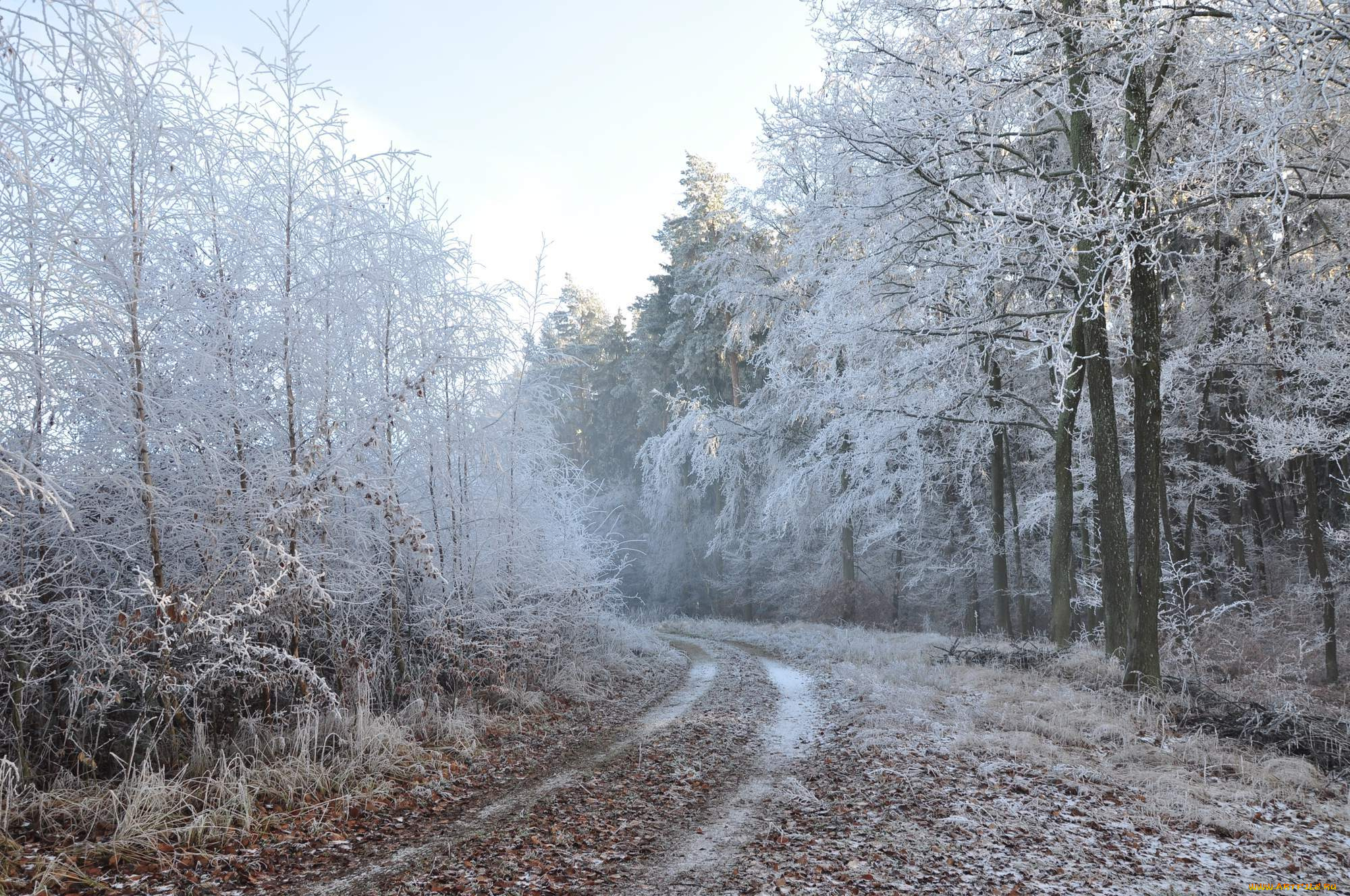 природа, дороги, зима, лес