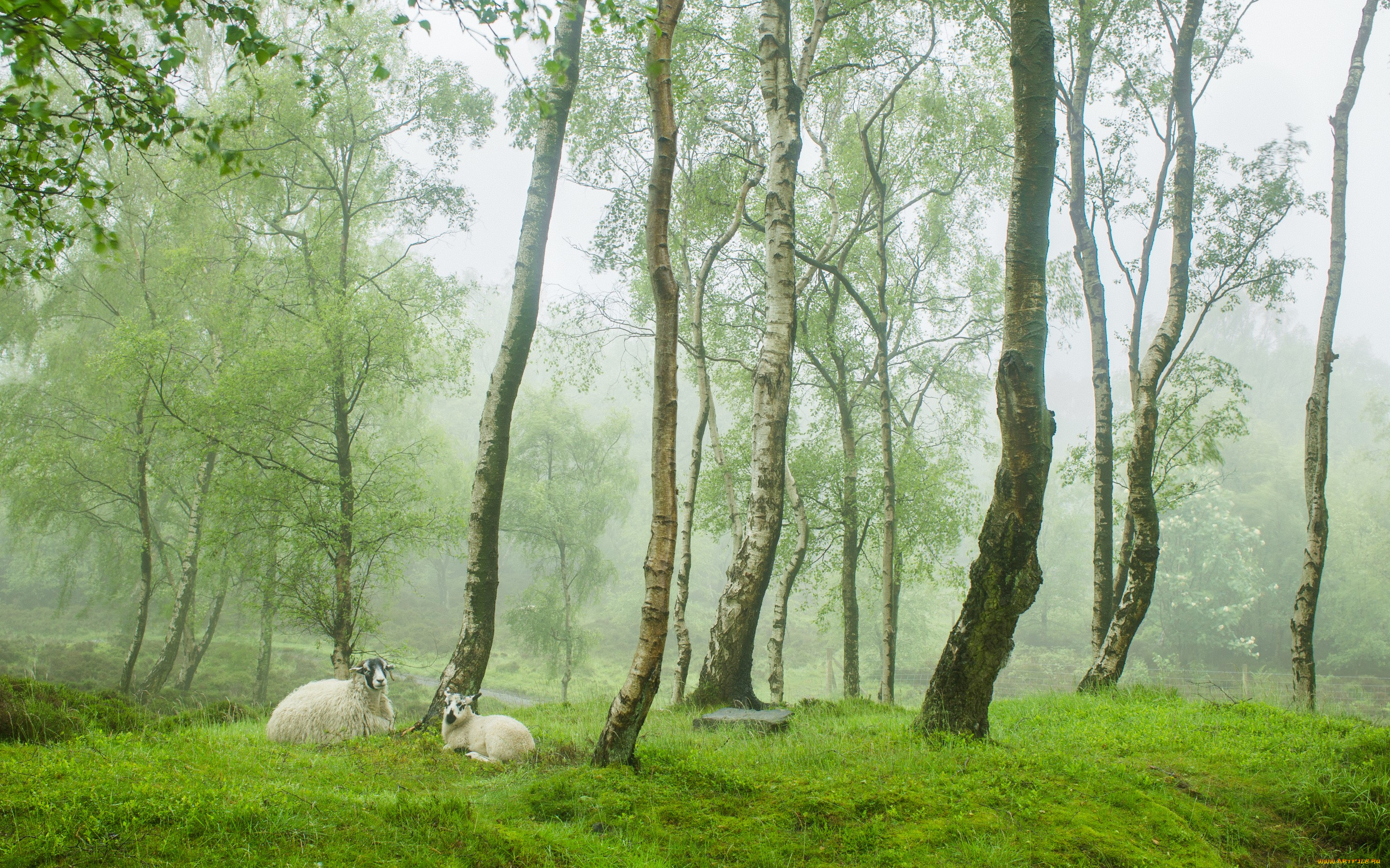 животные, овцы, , бараны, stanton, moor, peak, district, uk, весна, англия, деревня, зелень, деревья, овечки, туман