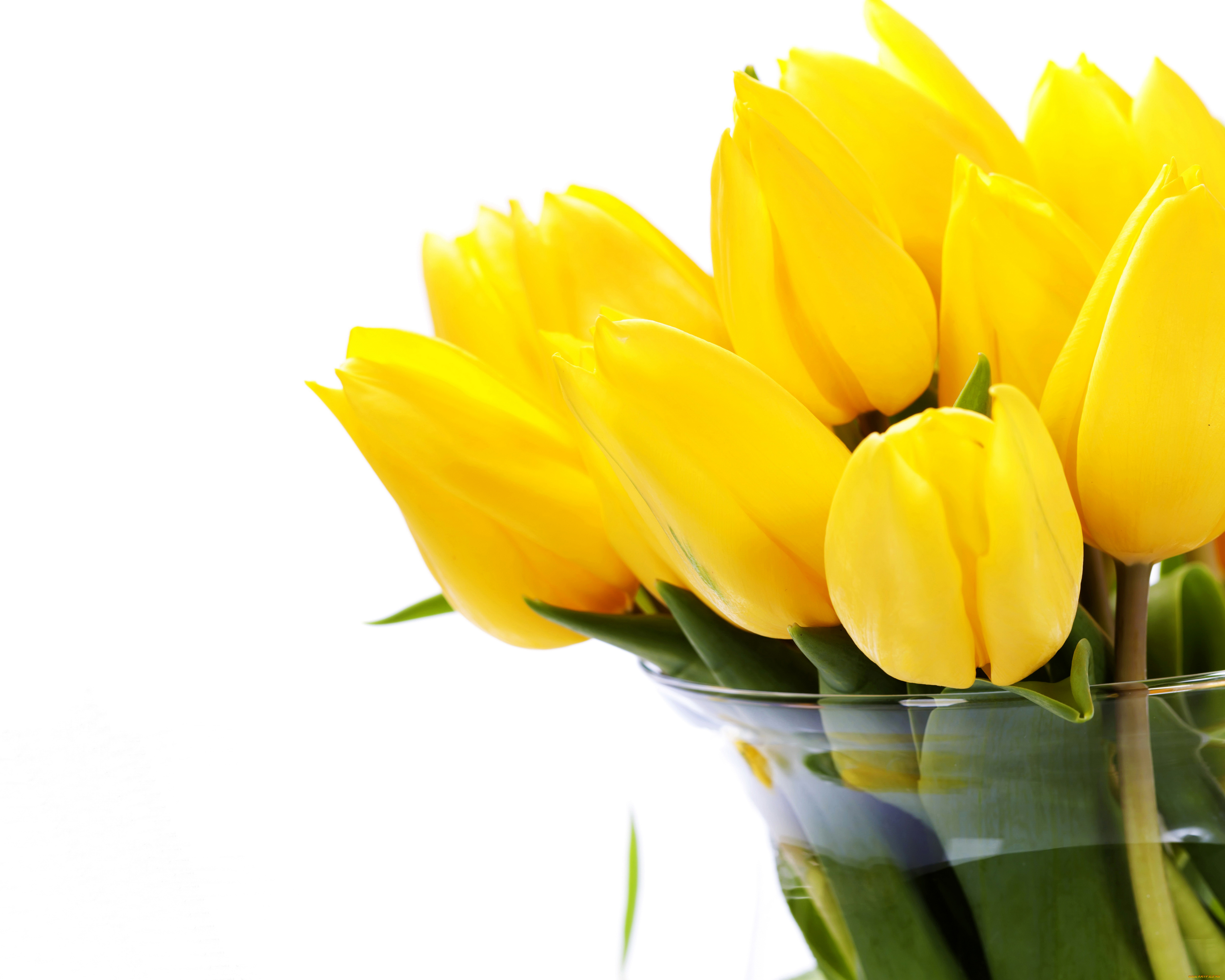 цветы, тюльпаны, желтые, белый, фон, ваза