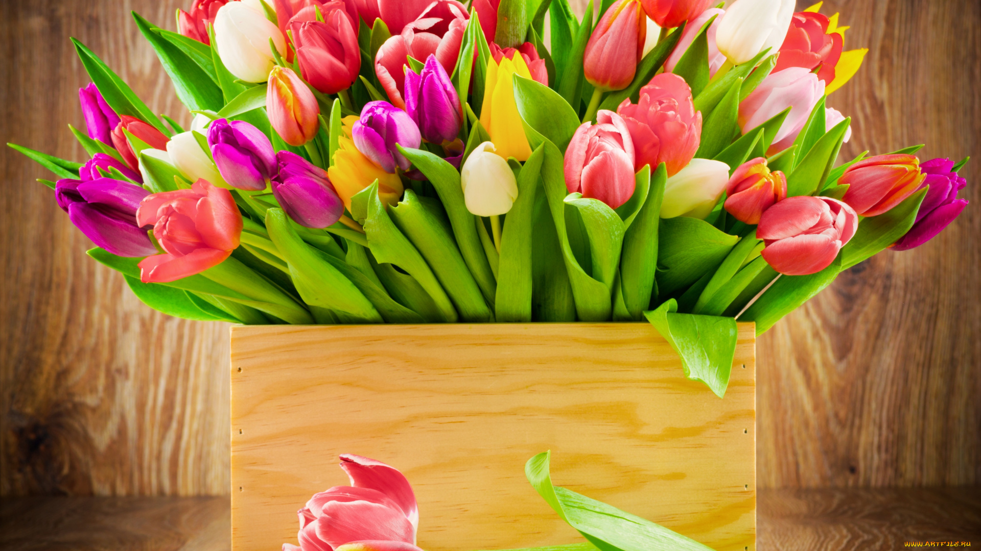 цветы, тюльпаны, colorful, flowers, tulips