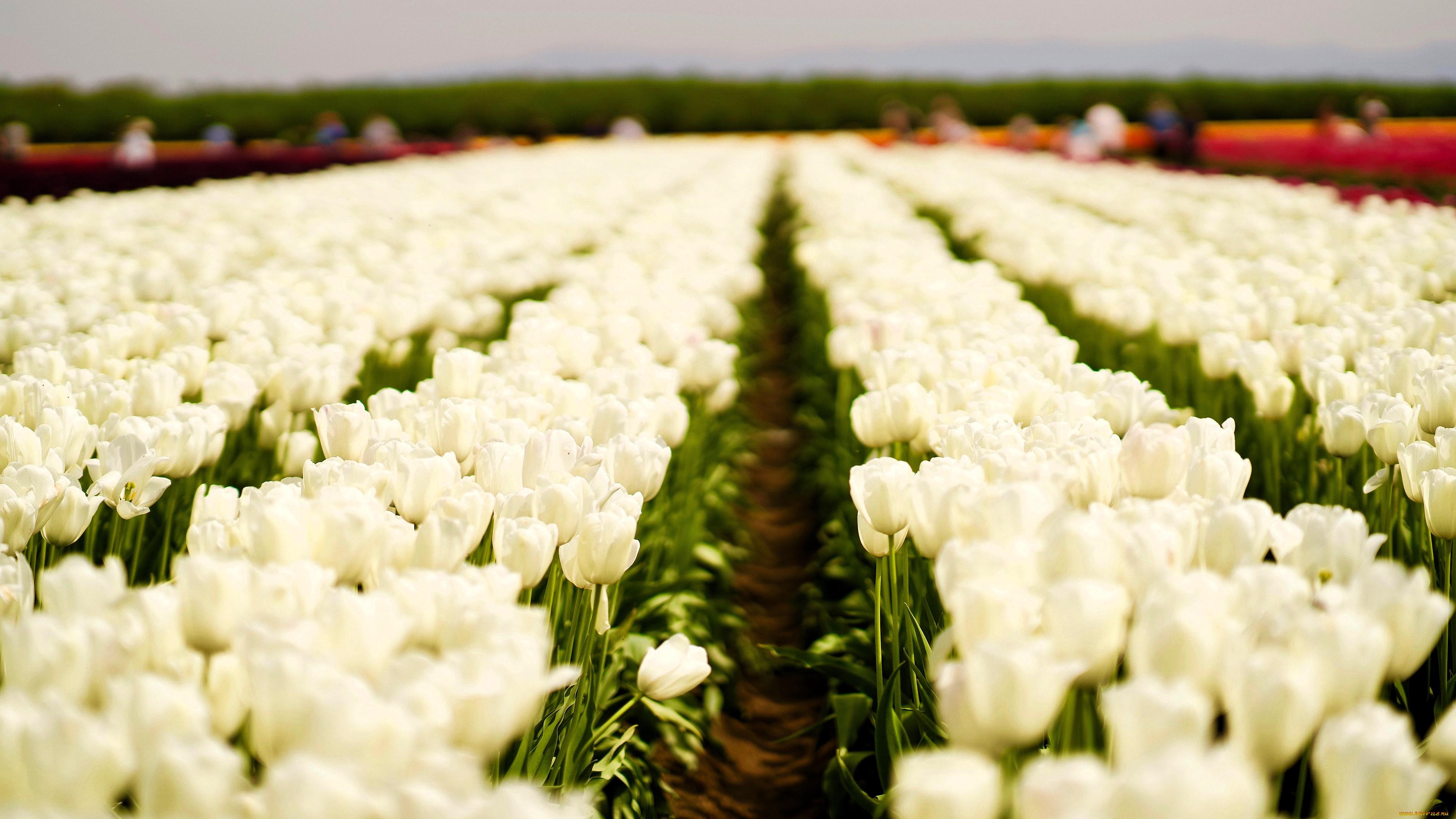 цветы, тюльпаны, белые, поле
