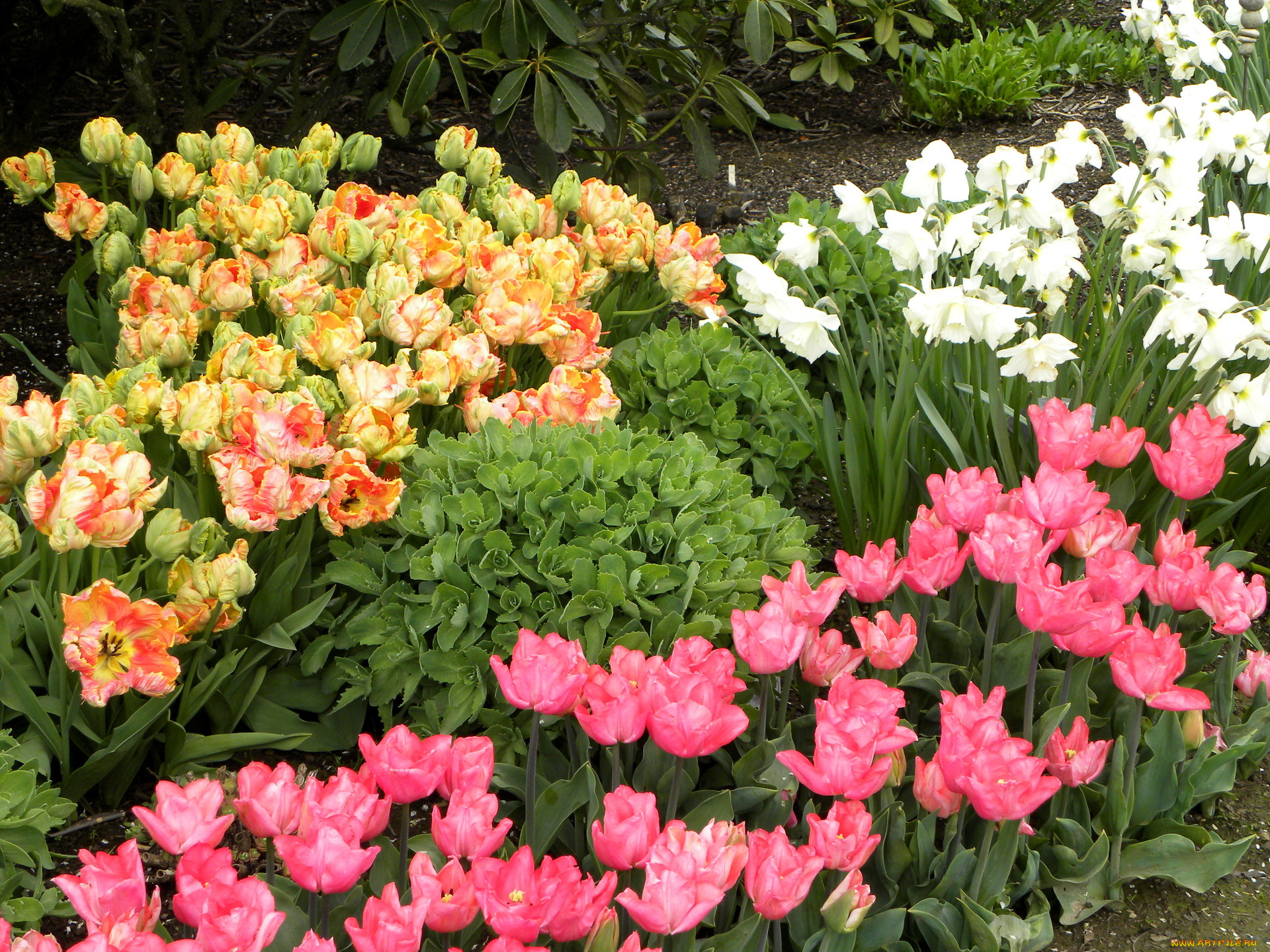 цветы, разные, вместе, нарциссы, тюльпаны
