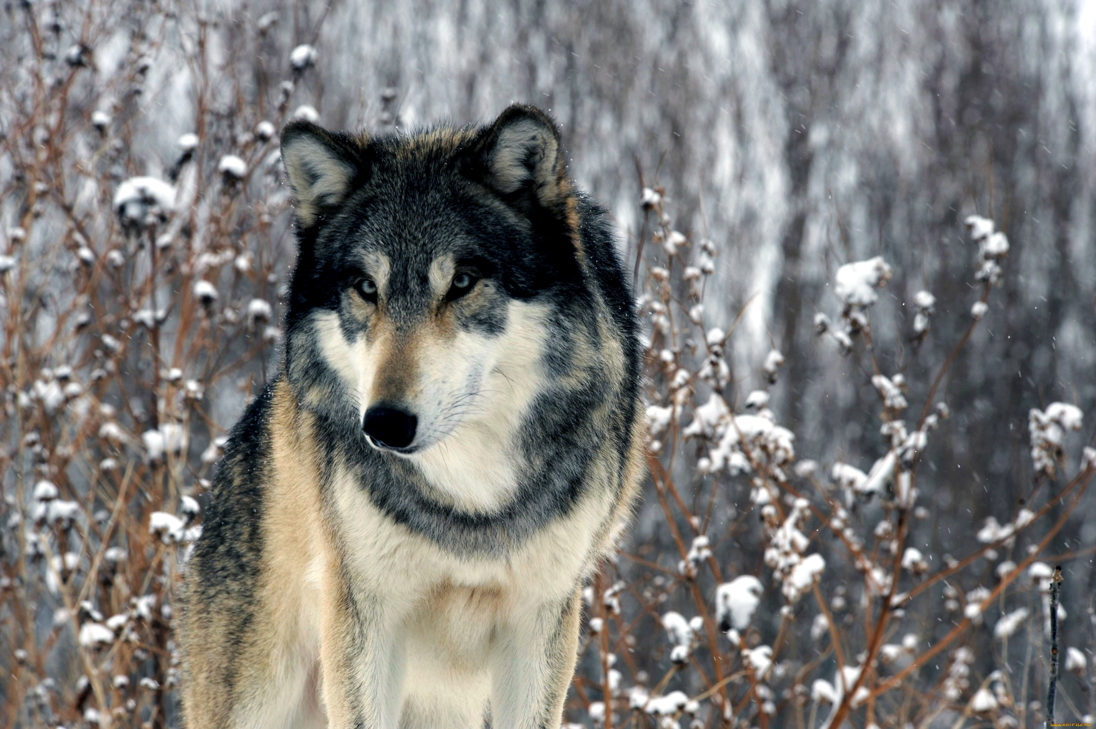 животные, волки, хищник, зима
