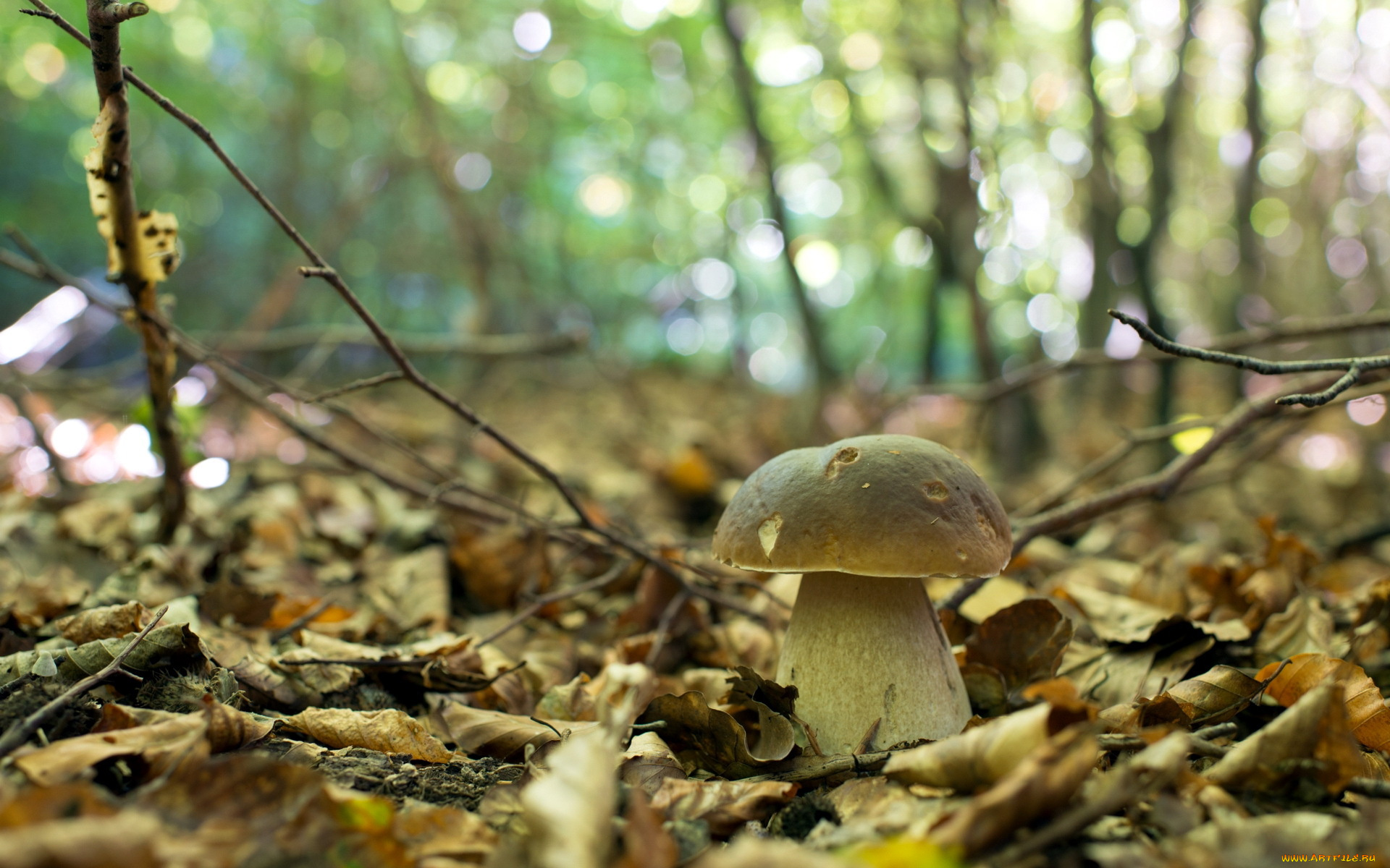 природа, грибы, осень, лес