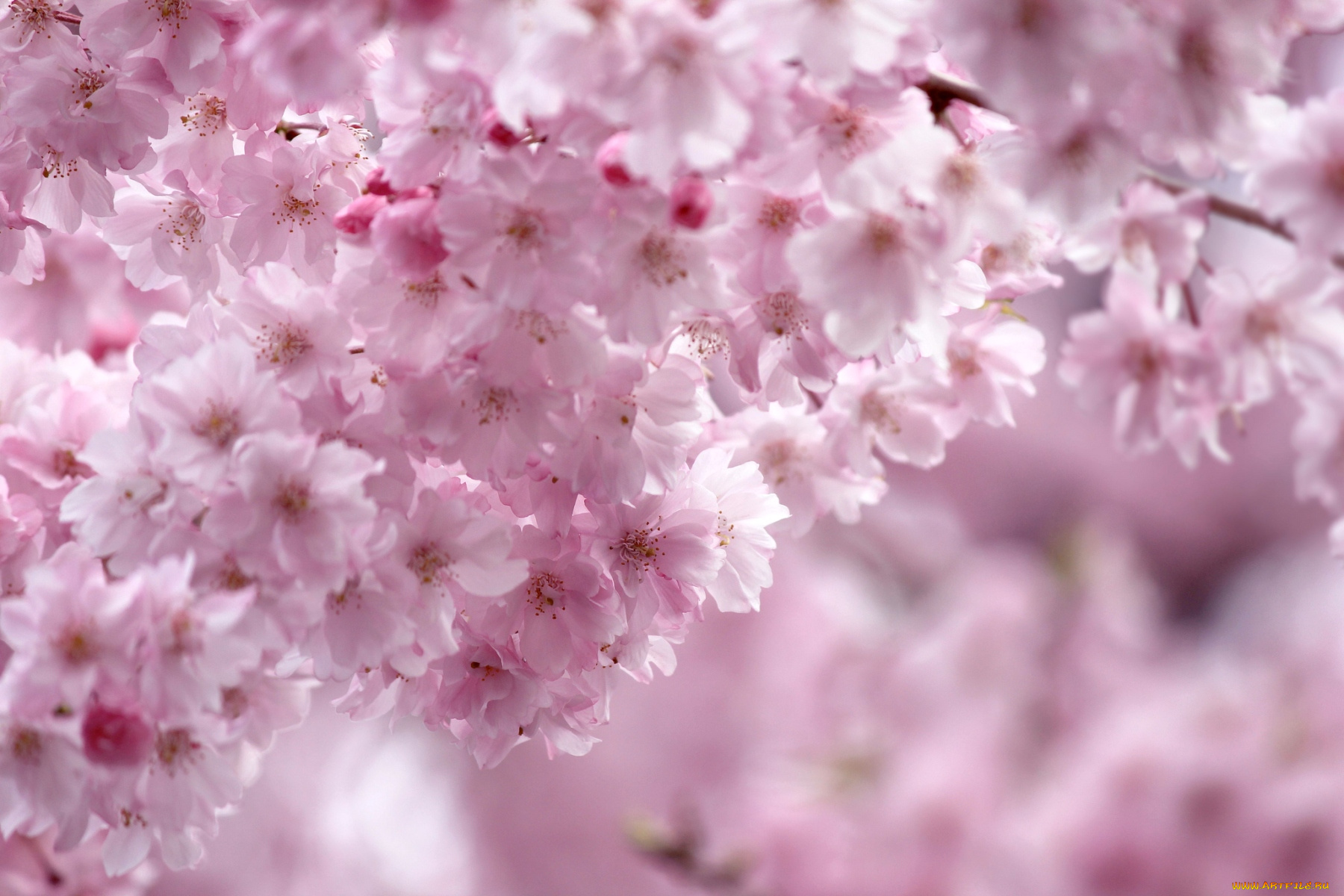 цветы, сакура, вишня, розовый, весна, ветка