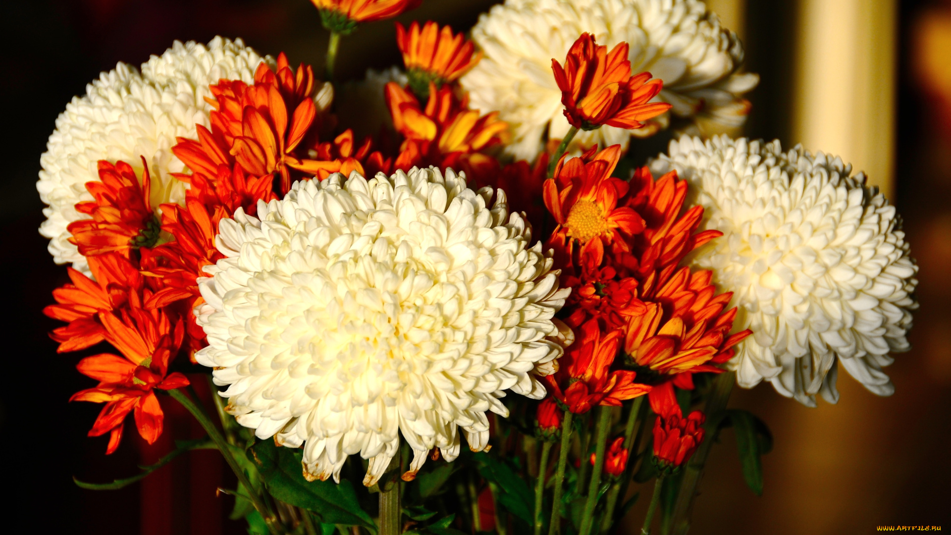 цветы, хризантемы, белый, оранжевый