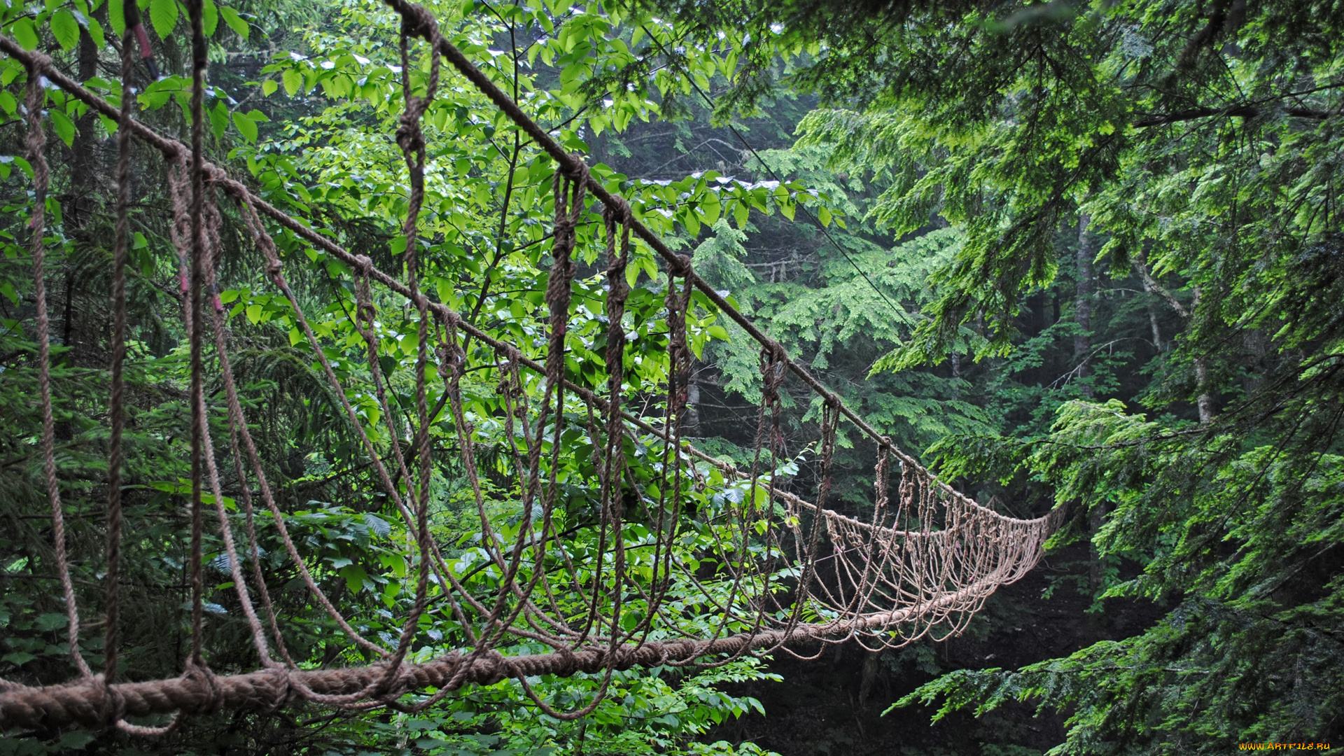 природа, лес, веревочный, мост, деревья