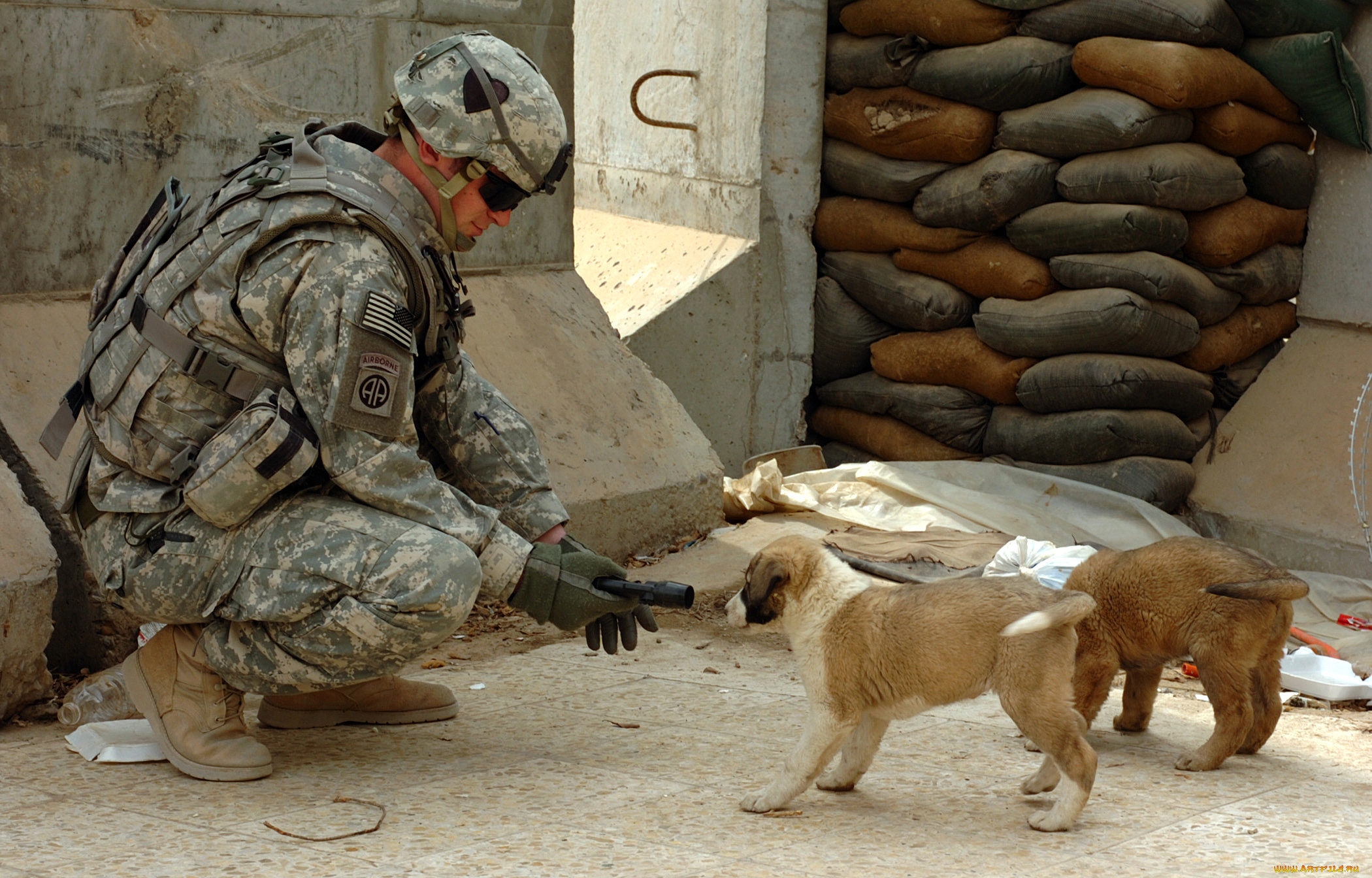 оружие, армия, спецназ, солдат, собака