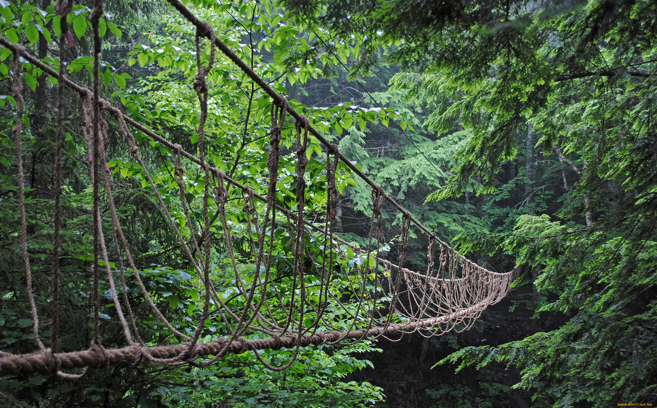 природа, лес, веревочный, мост, деревья
