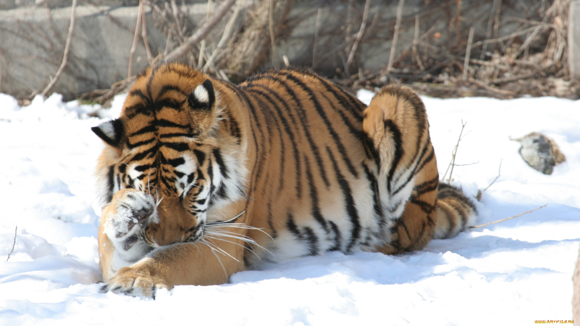 животные, тигры, амурский, зима, снег, тигр