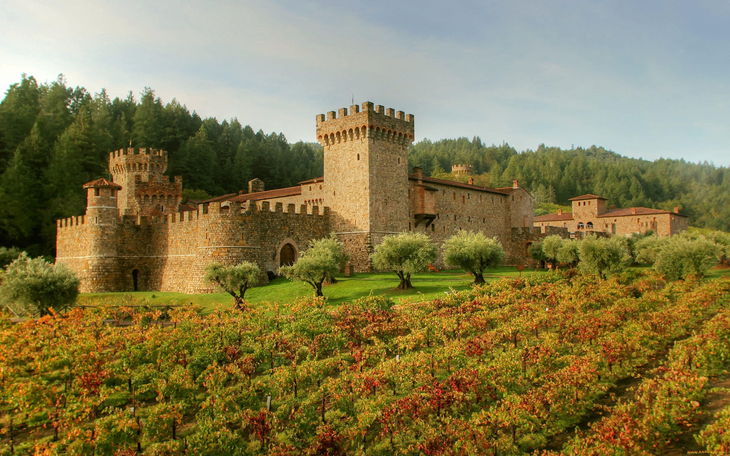 города, замки, италии, castello, di, amorosa, трава, италия, лес, поле, крепость, замок, tuscany, деревья, плантация