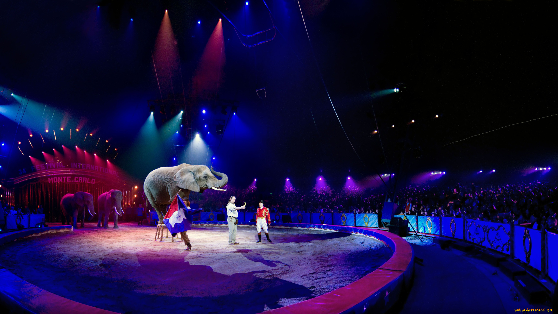 животные, слоны, цирк