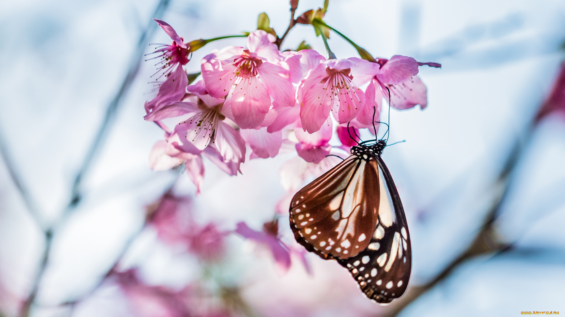 животные, бабочки, цветок, бабочка, цветение, нектар, дерево, весна