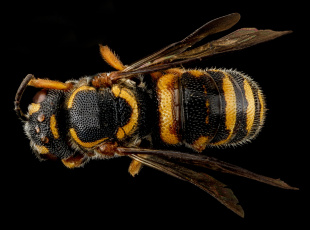 Картинка животные пчелы +осы +шмели насекомое макросъемка