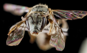 Картинка животные насекомые насекомое макросъемка