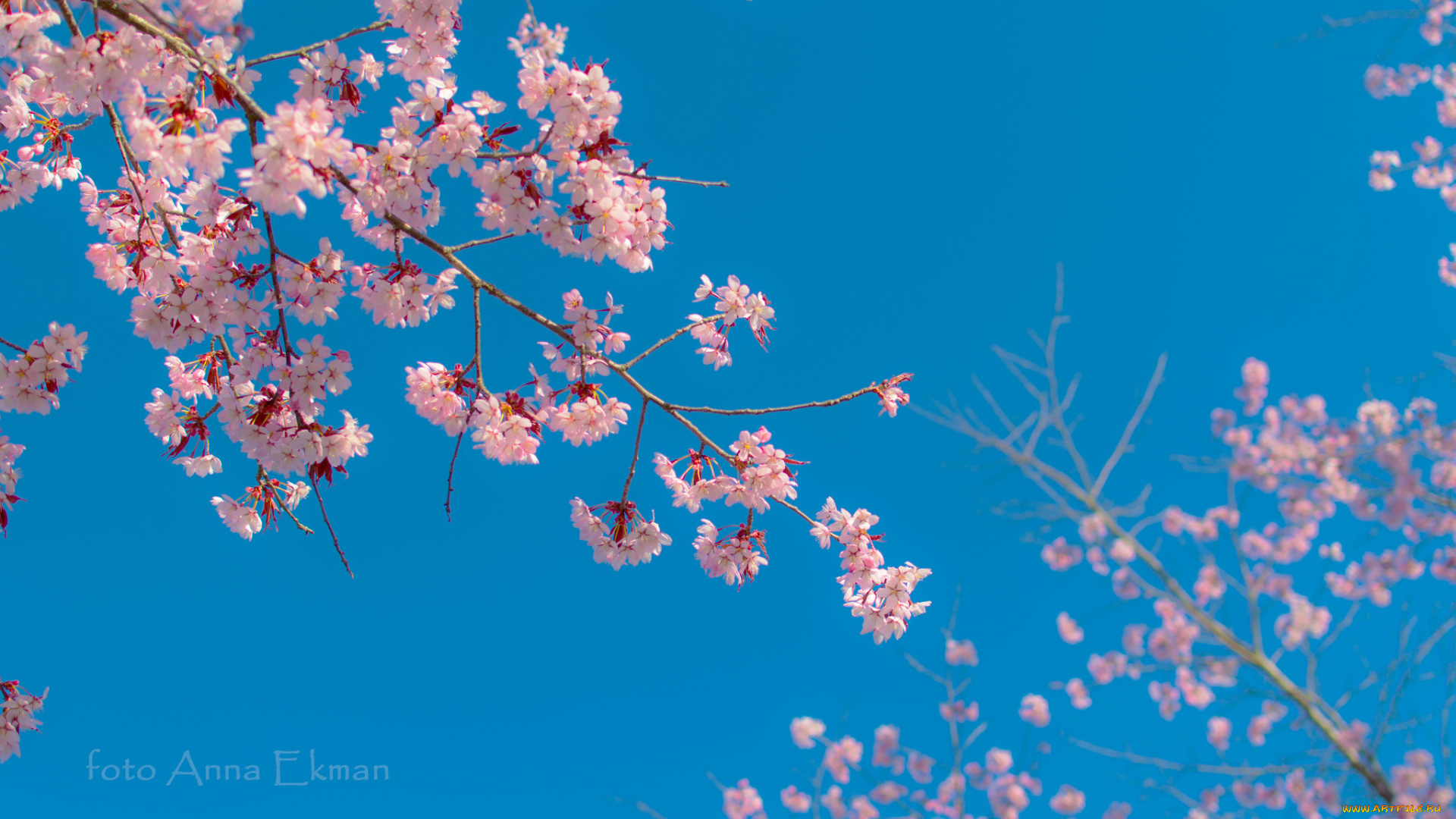 цветы, сакура, , вишня, весна, макро, ветки, цвет, голубой, небо