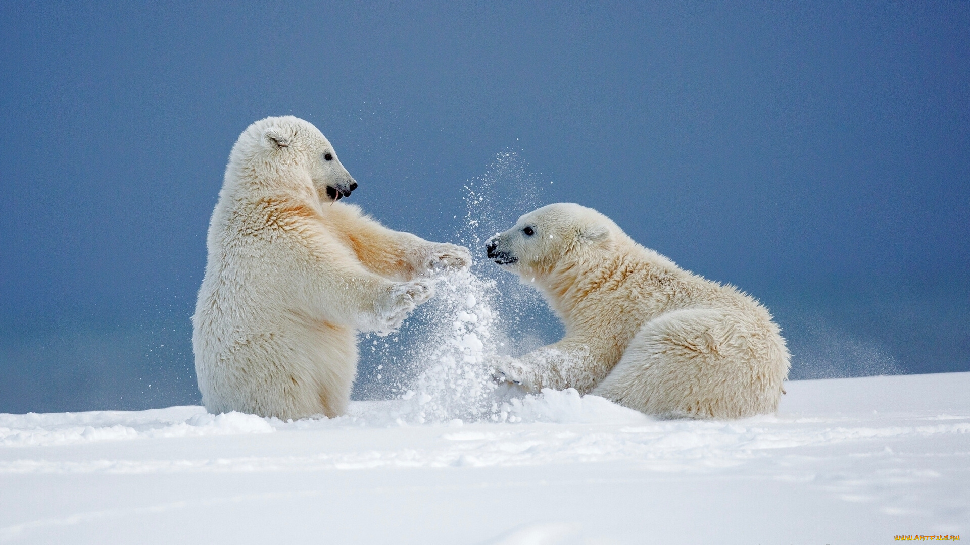 животные, медведи, забава, игры, зима, снег, аляска, медвежата, белые