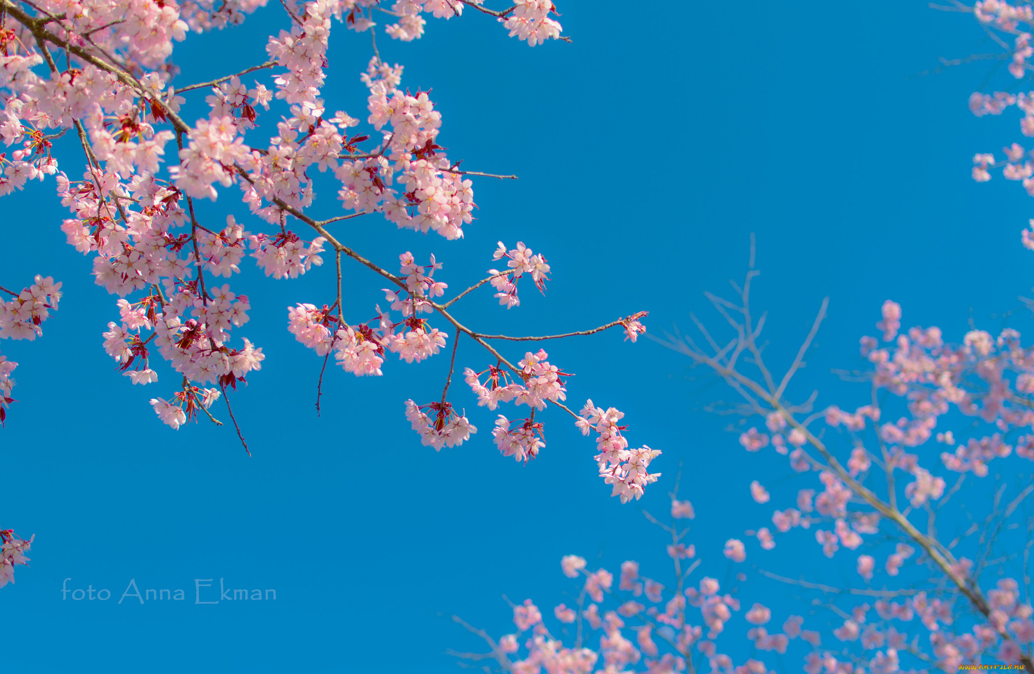 цветы, сакура, , вишня, весна, макро, ветки, цвет, голубой, небо