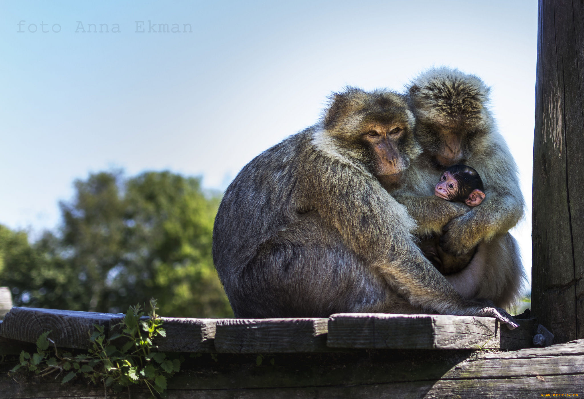 животные, обезьяны, семья