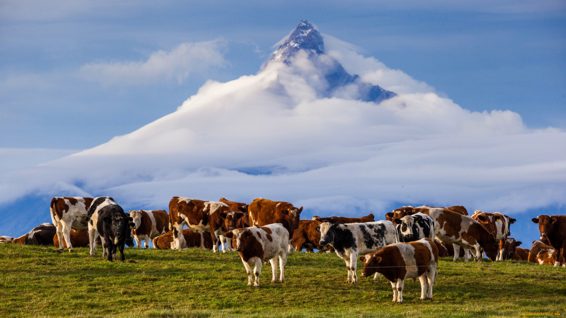 животные, коровы, , буйволы, гора, анды, Чили