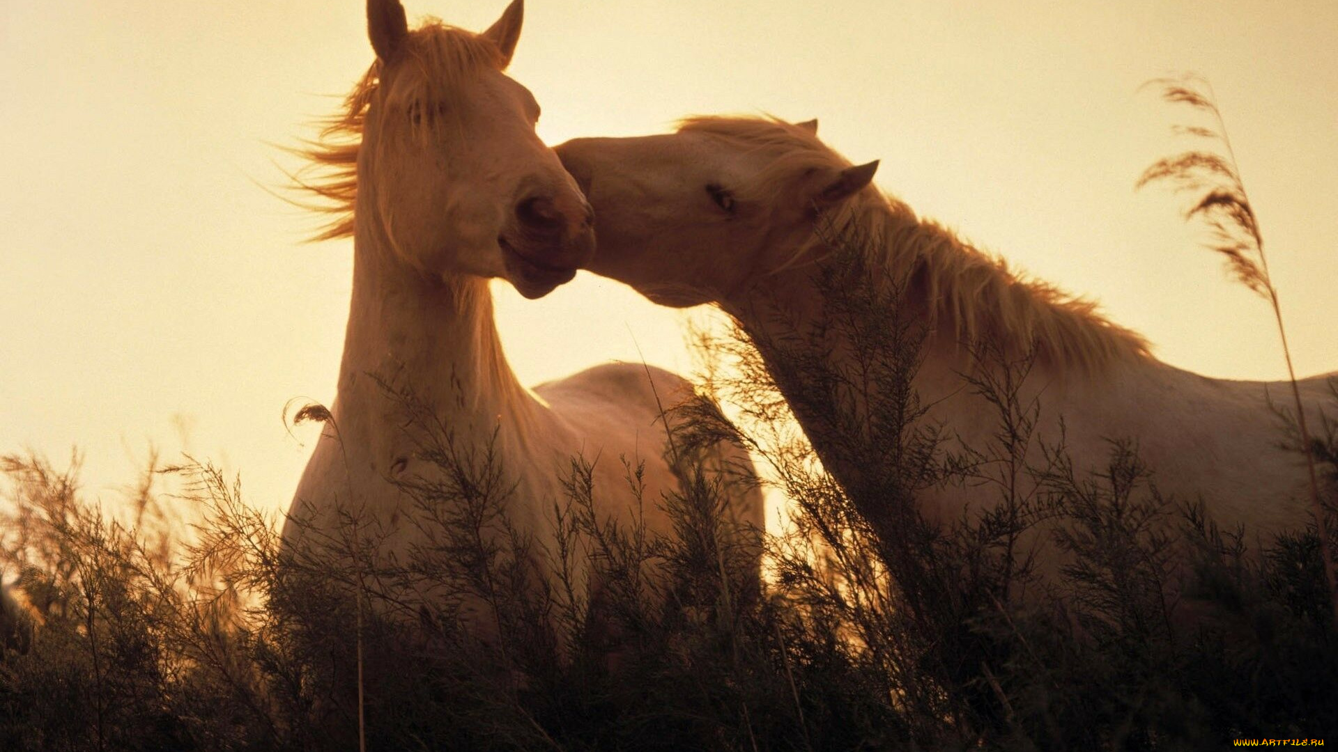 животные, лошади, нежность, трава, белые, пара