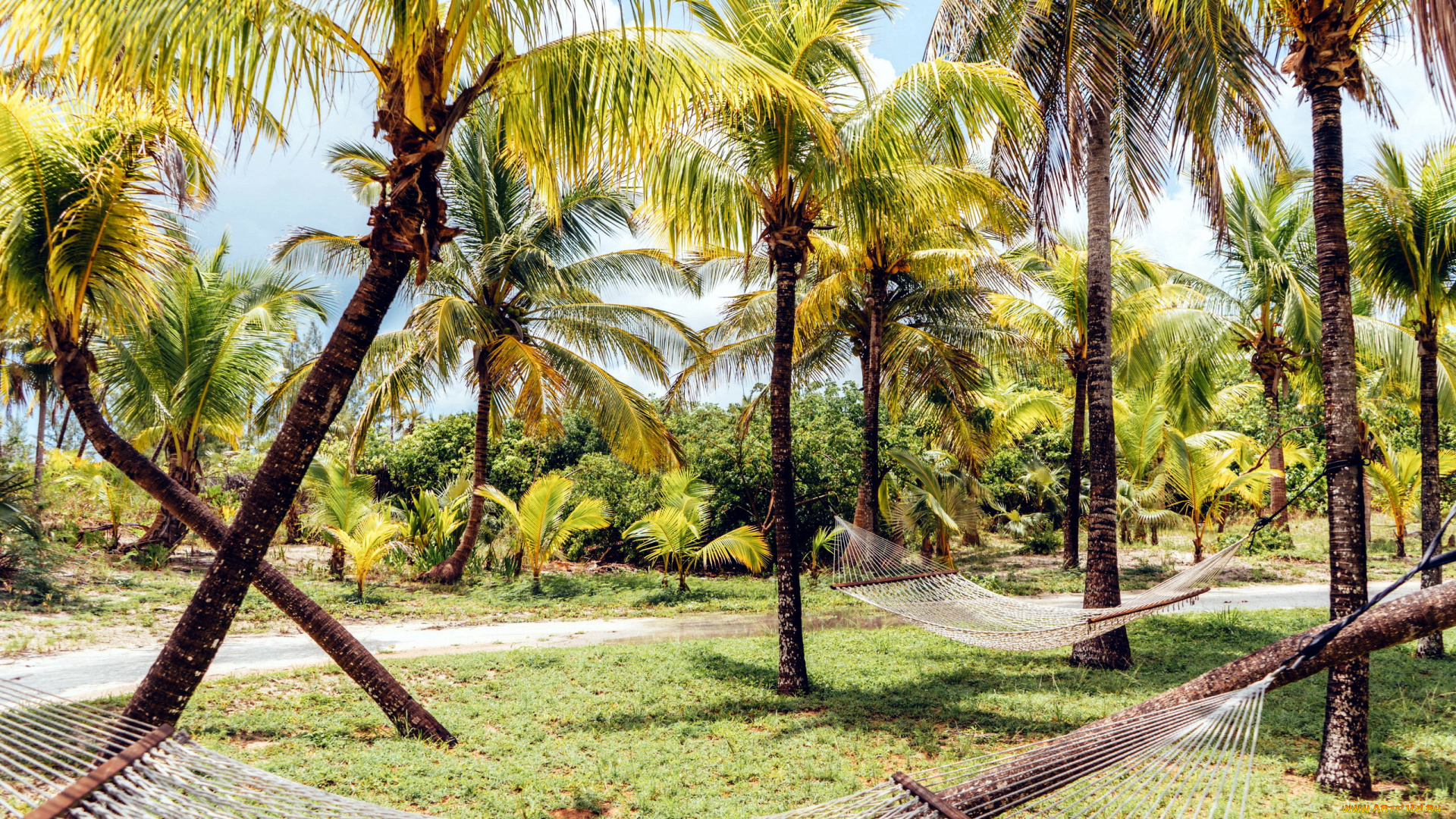 природа, тропики, гамаки, пальмы