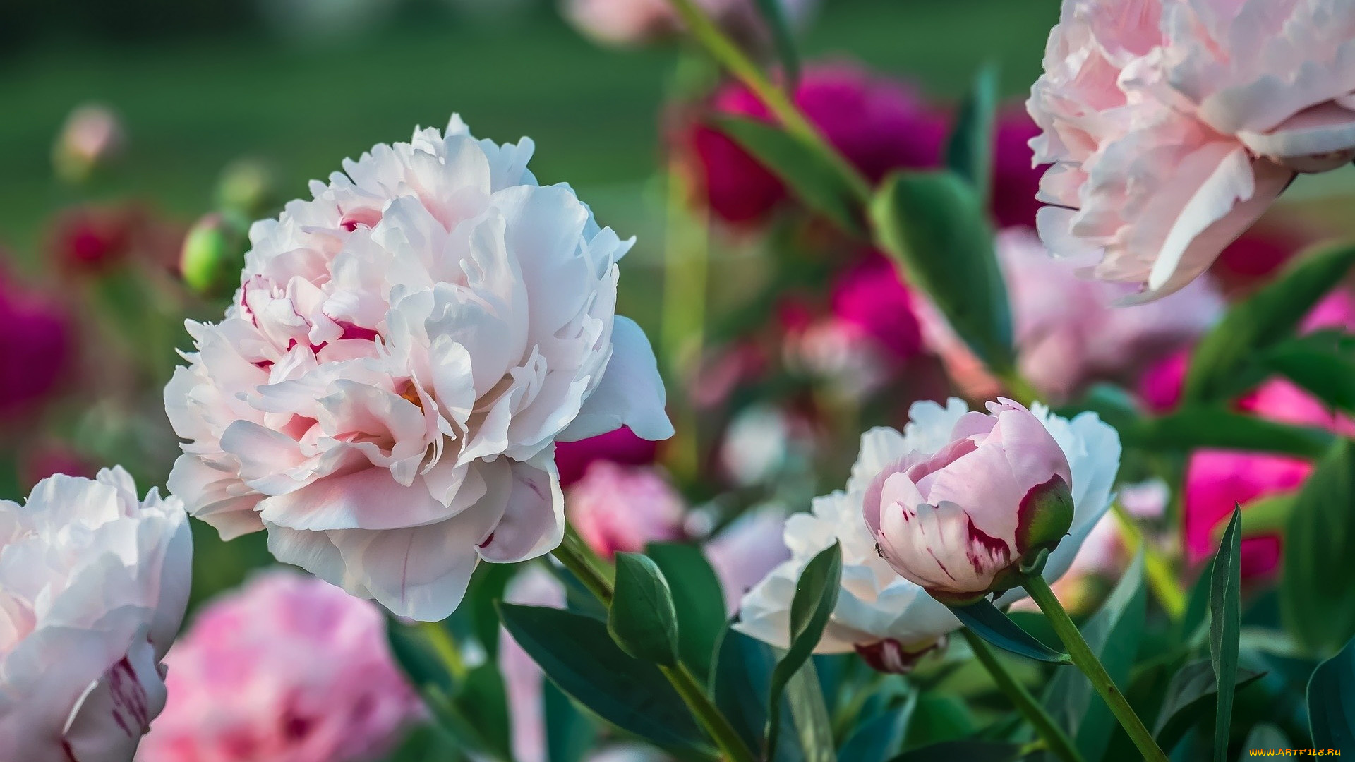 цветы, пионы, бело-розовые