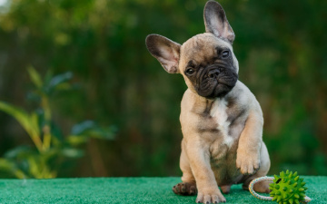 Картинка животные собаки французский бульдог щенок игрушка
