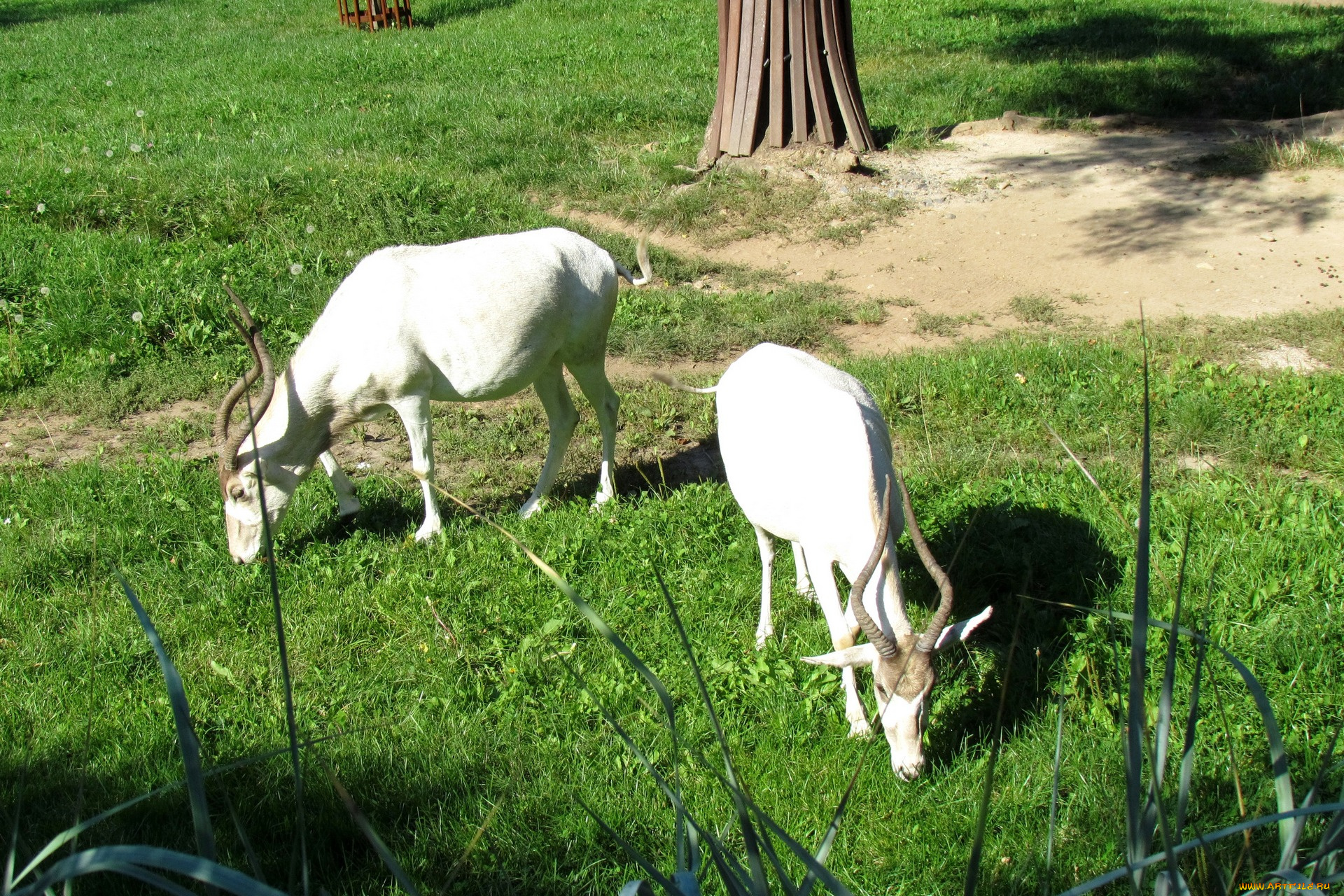 животные, козы, двое, трава, растения