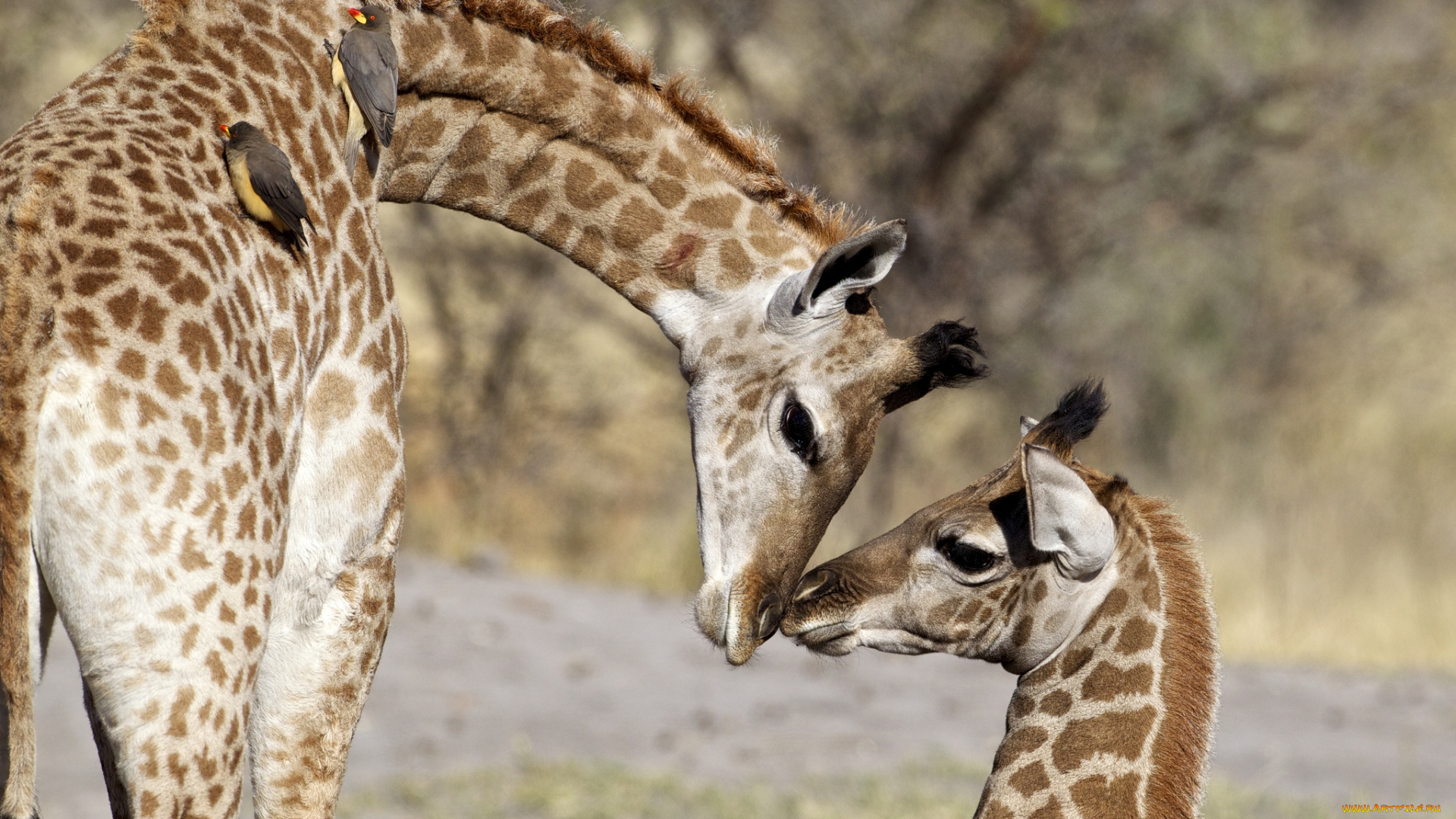 животные, жирафы, мама, малыш, нежность