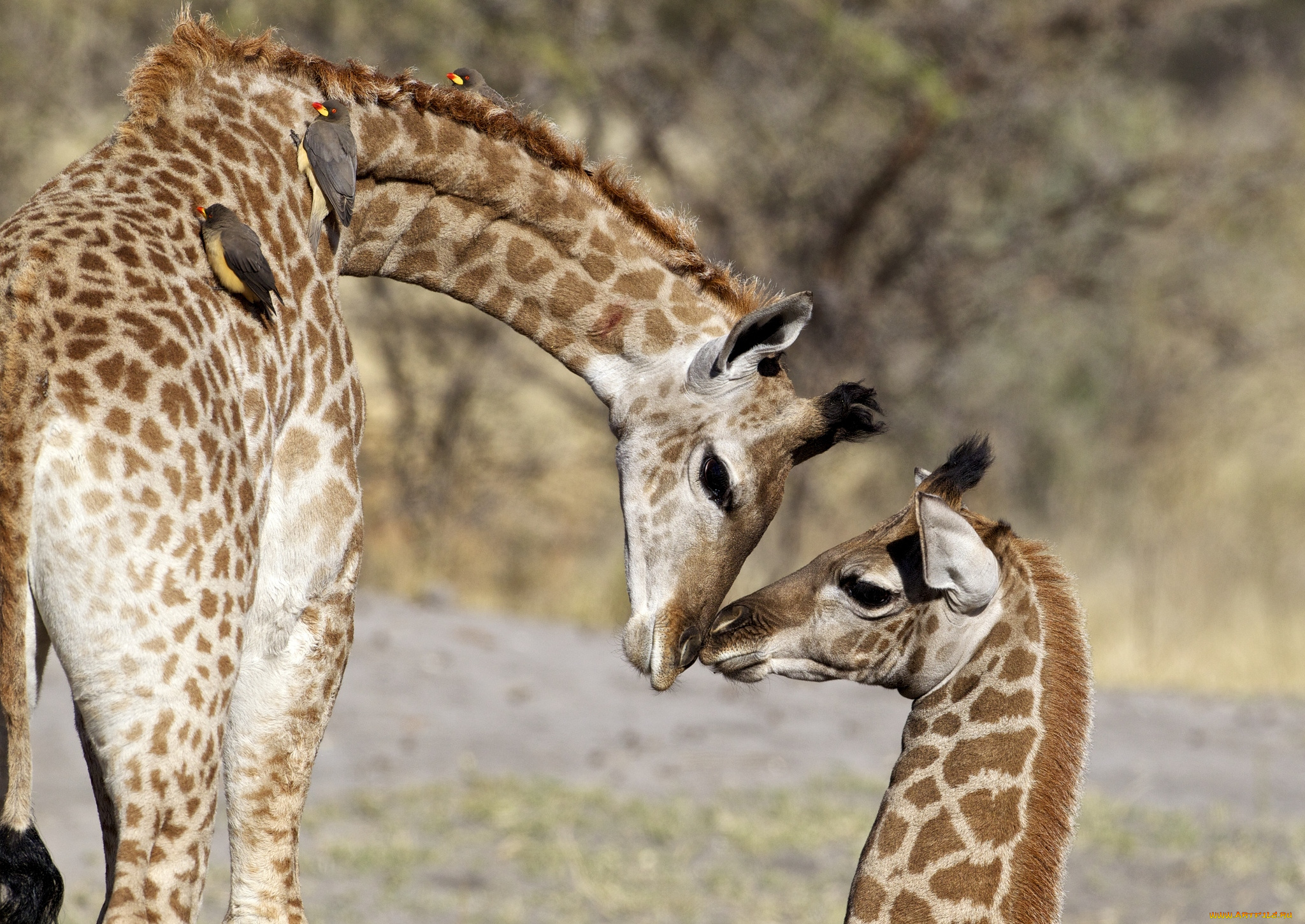 животные, жирафы, мама, малыш, нежность