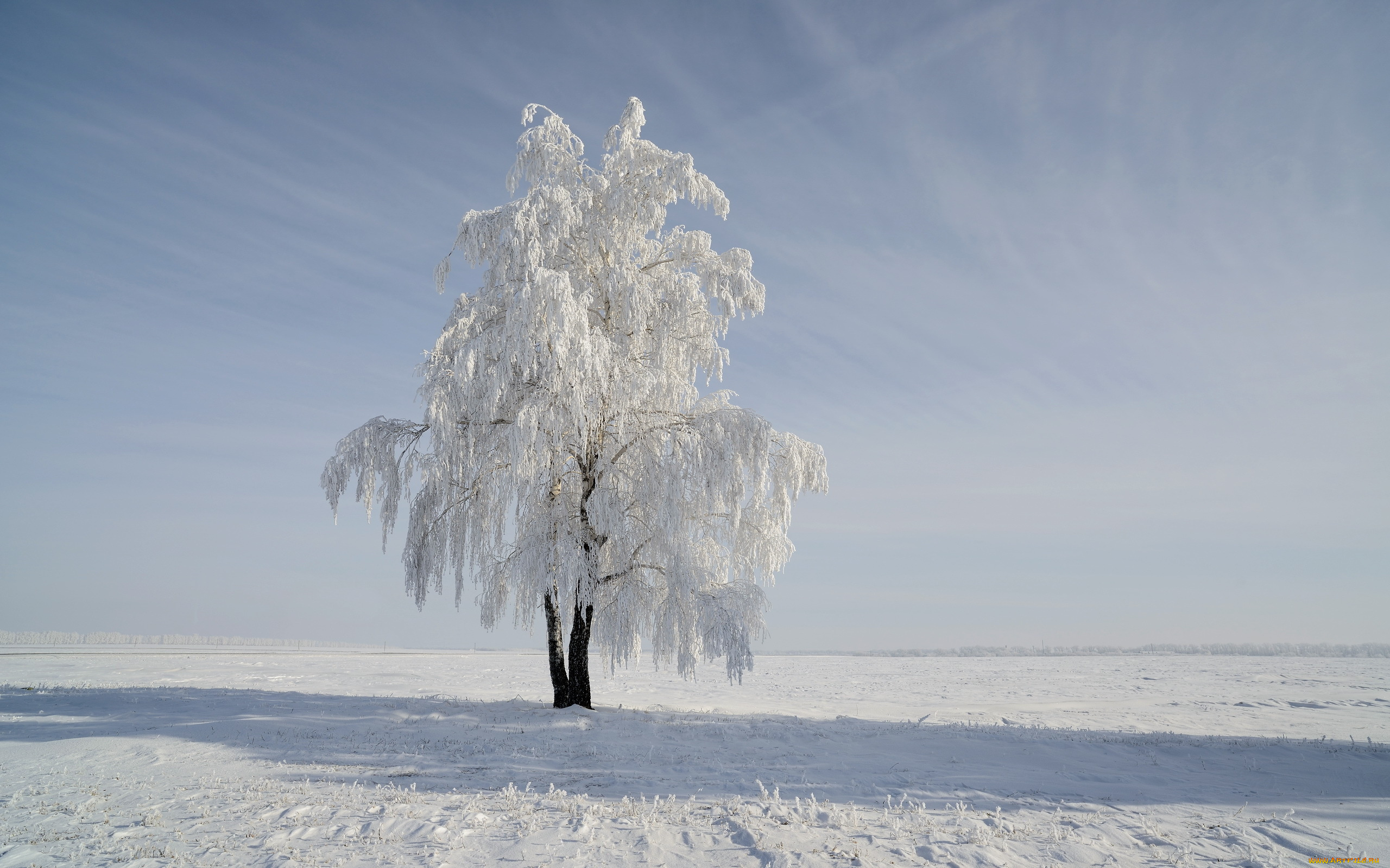 природа, зима, поле, снег, дерево