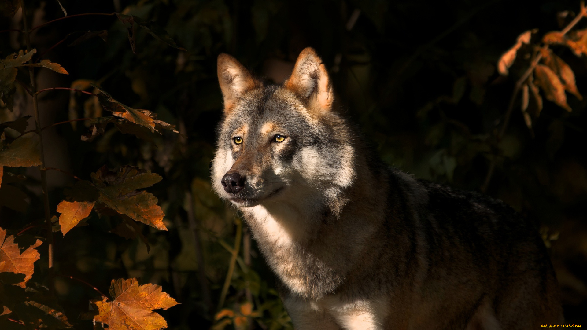 животные, волки, , койоты, , шакалы, волк, животное, хищник, осень, природа, клён, листья
