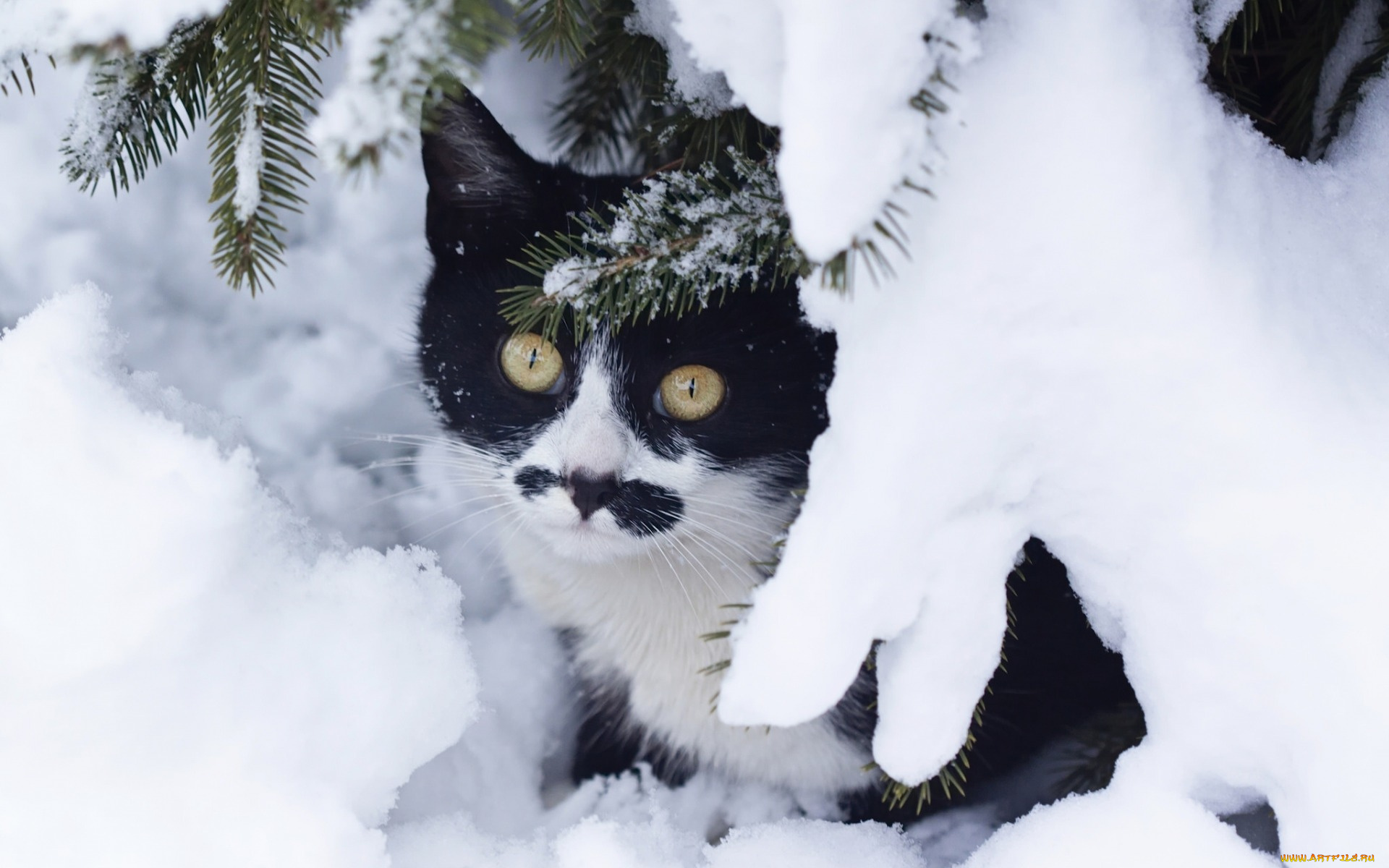 животные, коты, взгляд, снег