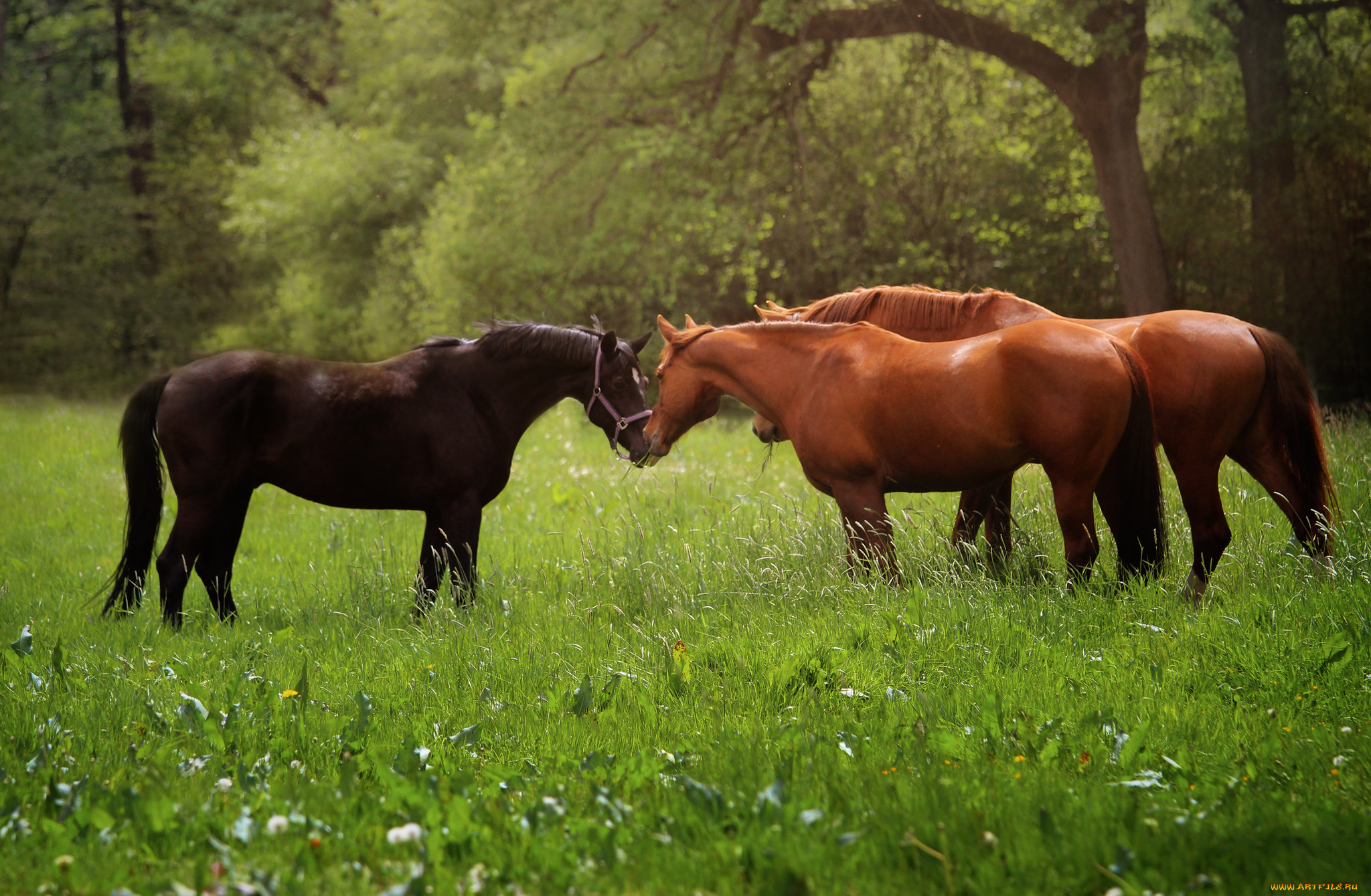 животные, лошади, трава, природа