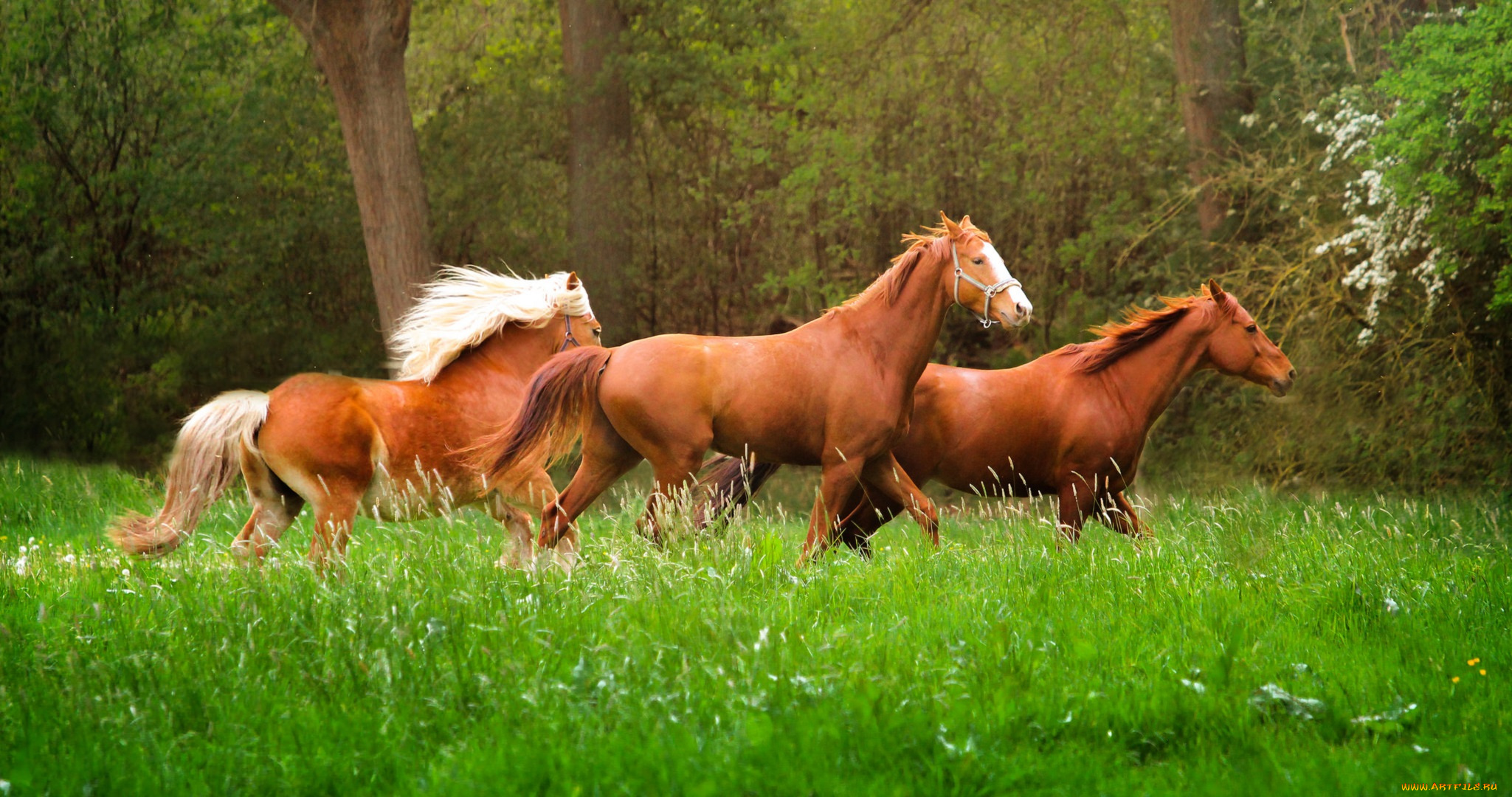 животные, лошади, бег, животное, природа, трава