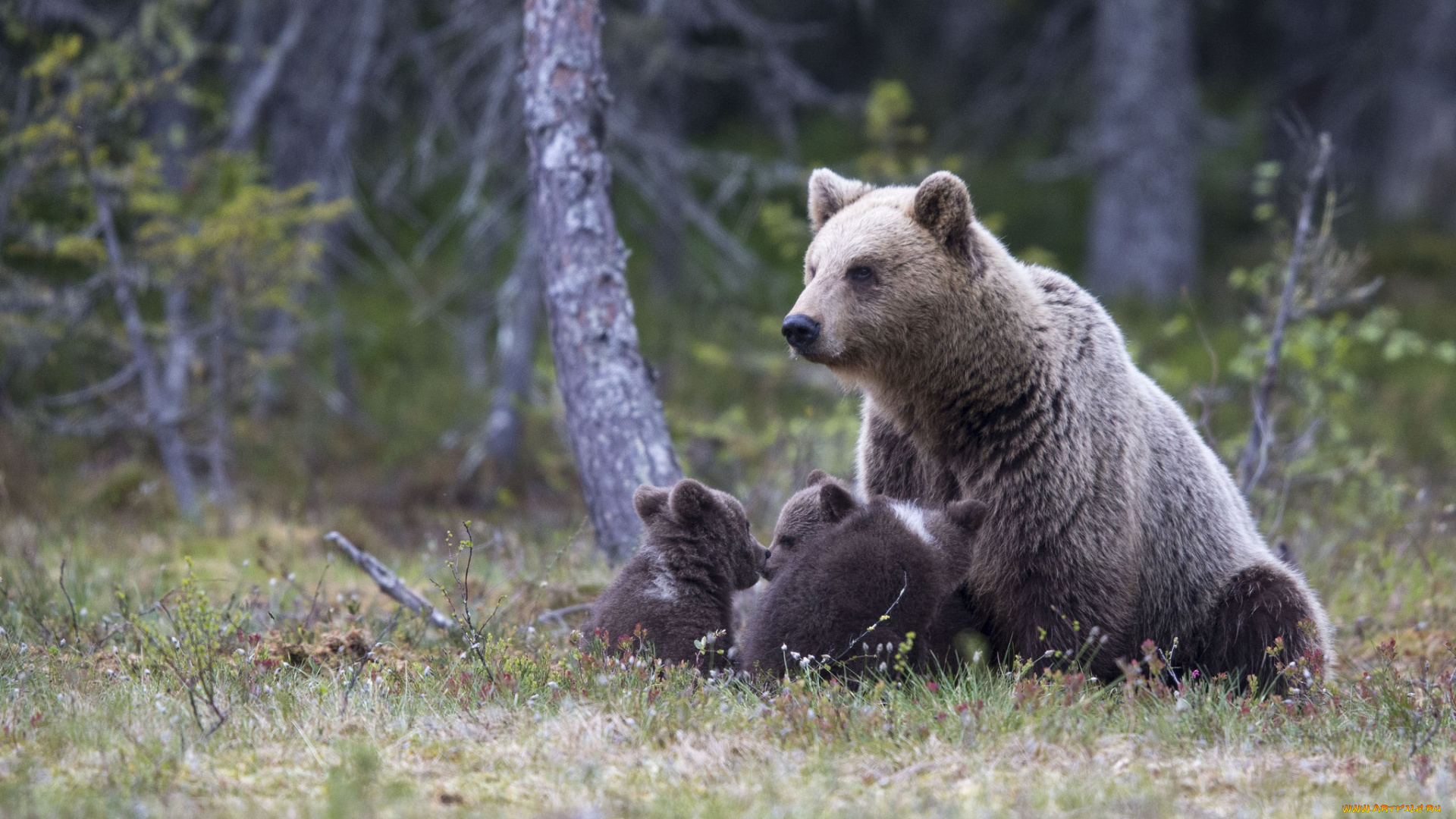 животные, медведи, медвежата, семья, медведица