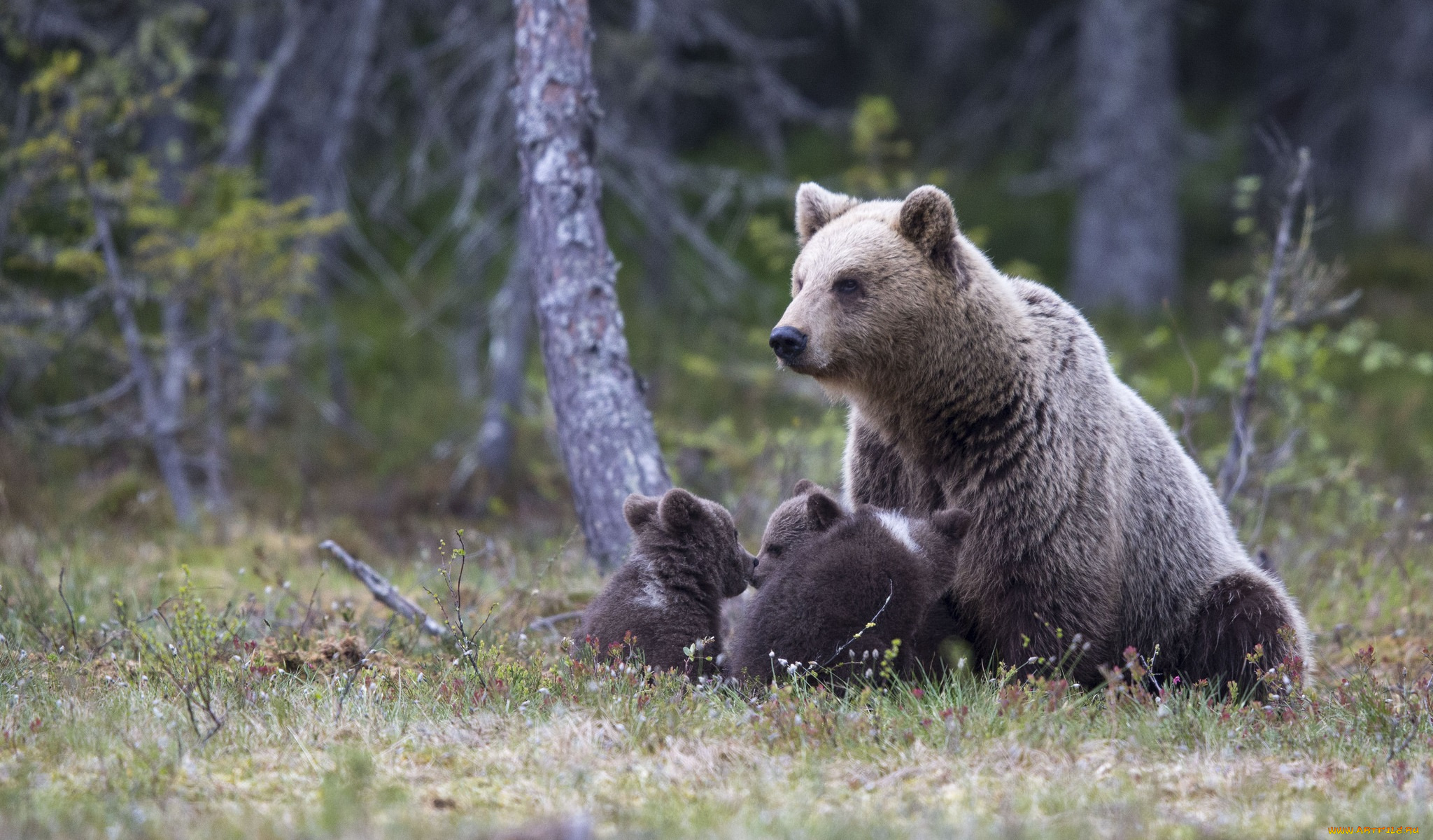 животные, медведи, медвежата, семья, медведица